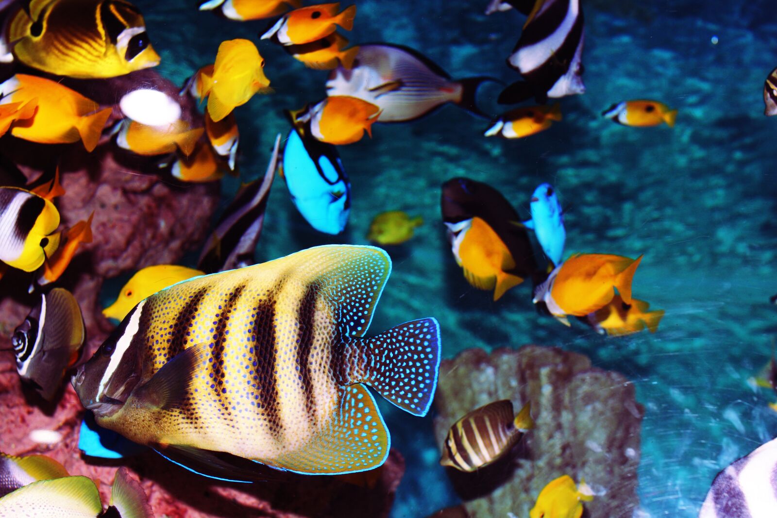 Canon EOS 700D (EOS Rebel T5i / EOS Kiss X7i) sample photo. Tropical fish, aquarium, fish photography