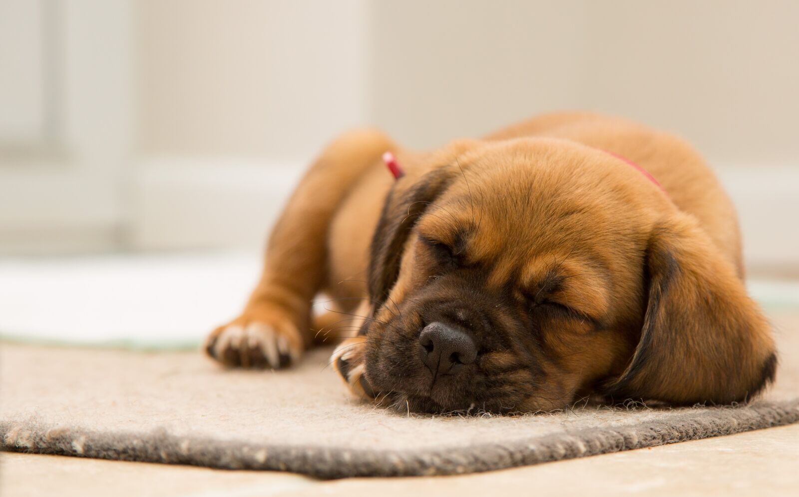 Canon EF 24-105mm F4L IS USM sample photo. Animal, cute, dog photography