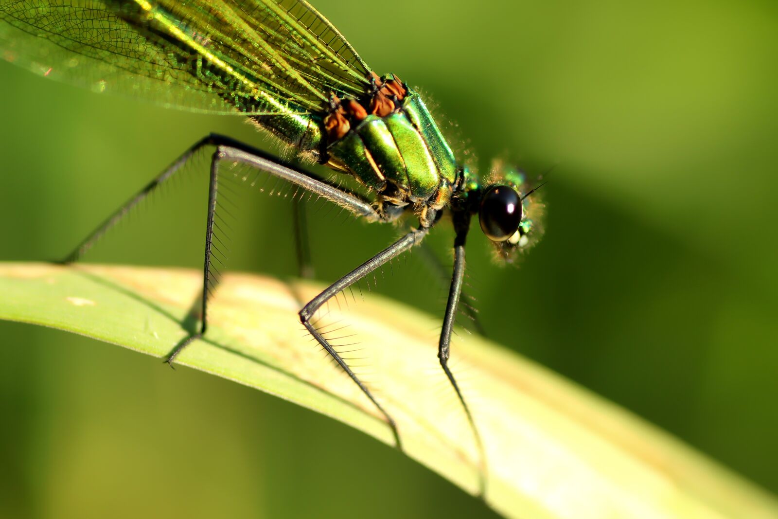 Tamron SP 90mm F2.8 Di VC USD 1:1 Macro sample photo. Banded demoiselle, dragonfly, female photography
