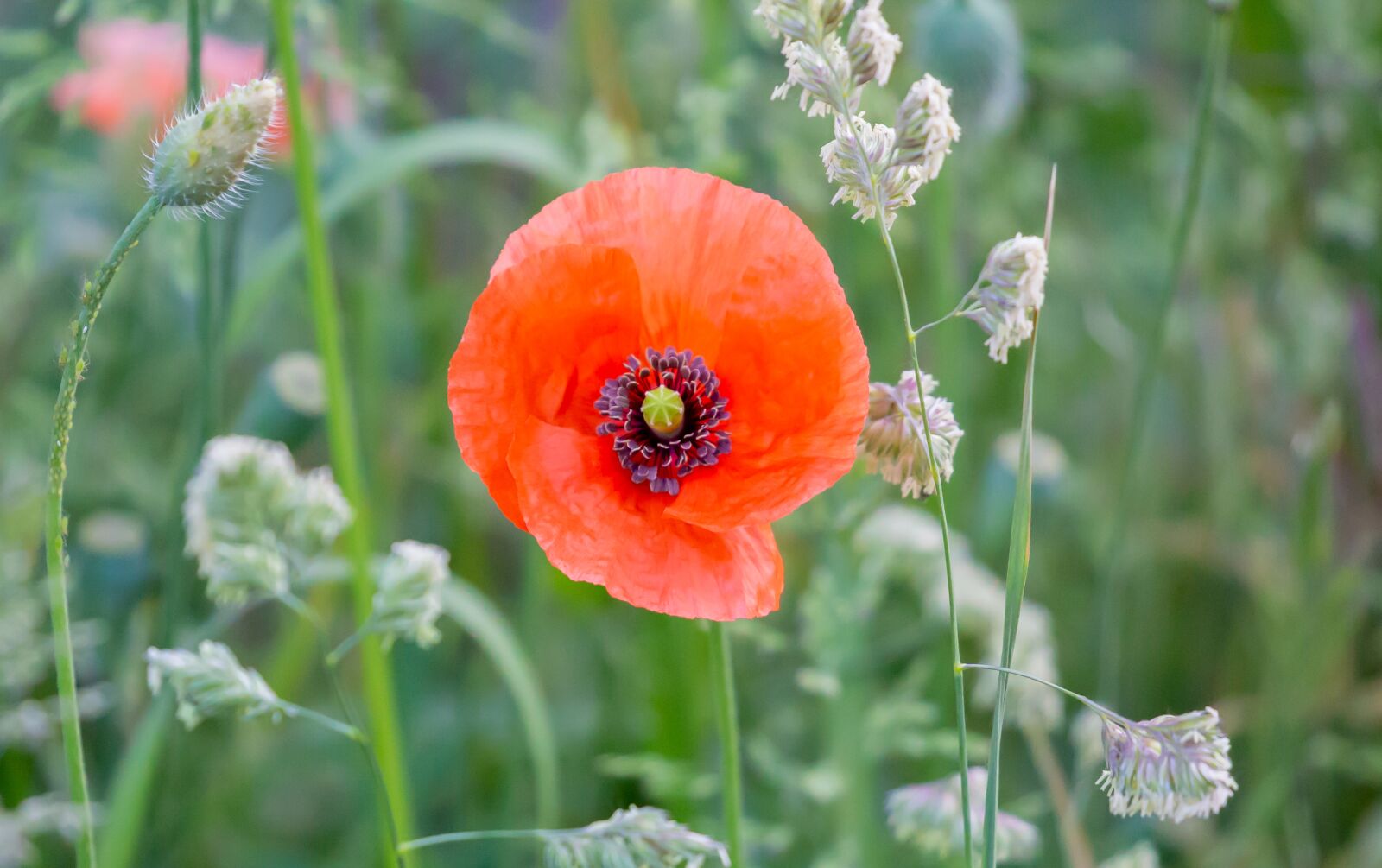 Canon EOS 5D Mark III sample photo. Poppy, green, red photography