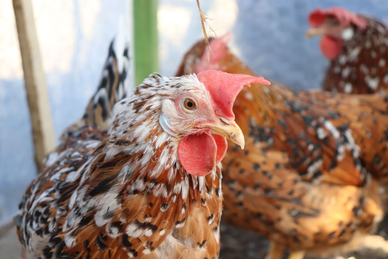 Canon EOS 200D (EOS Rebel SL2 / EOS Kiss X9) sample photo. Porcelain, the ligori, chickens photography