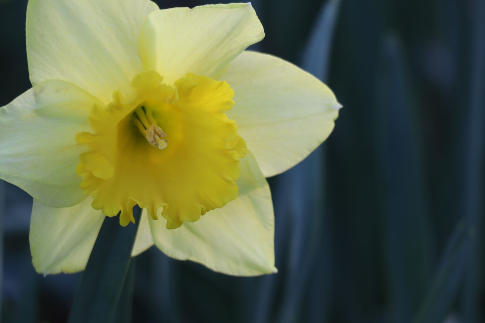Canon EF-M 55-200mm F4.5-6.3 IS STM sample photo. Flower, macro, daffodil photography