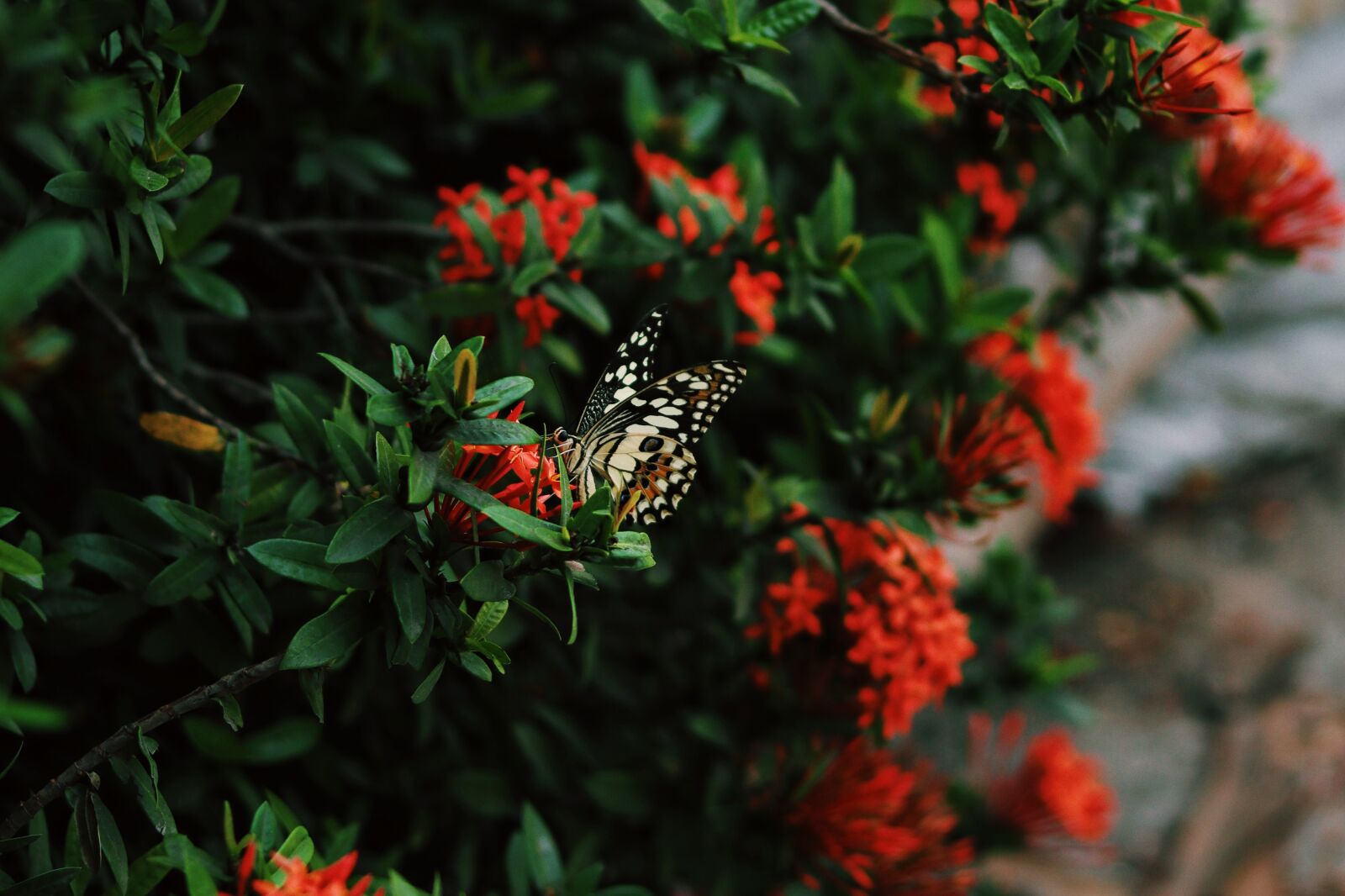 Canon EF 50mm F1.8 STM sample photo. Butterfly, green, flowers photography