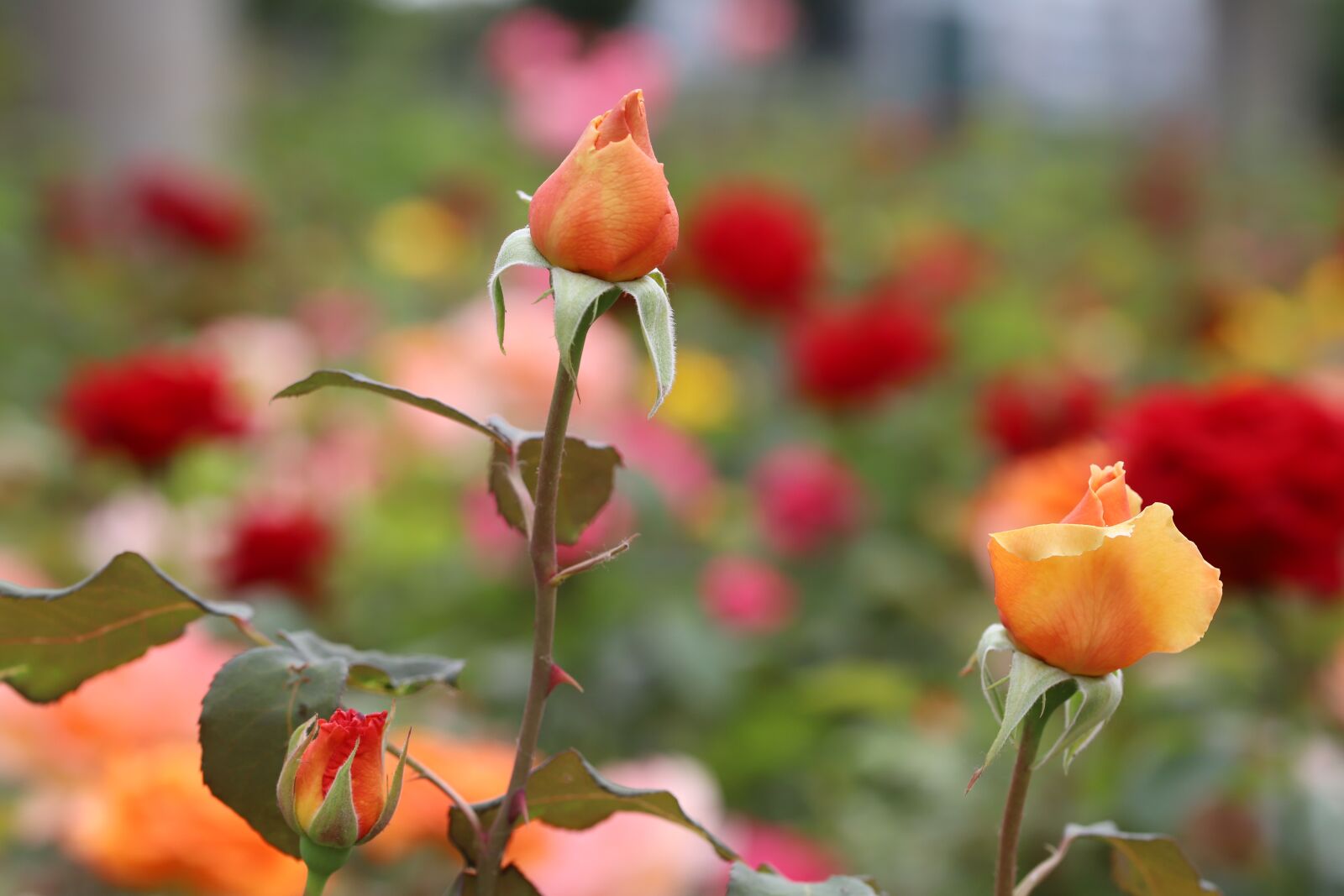 Canon EOS 6D Mark II sample photo. Rose, petal, flowers photography
