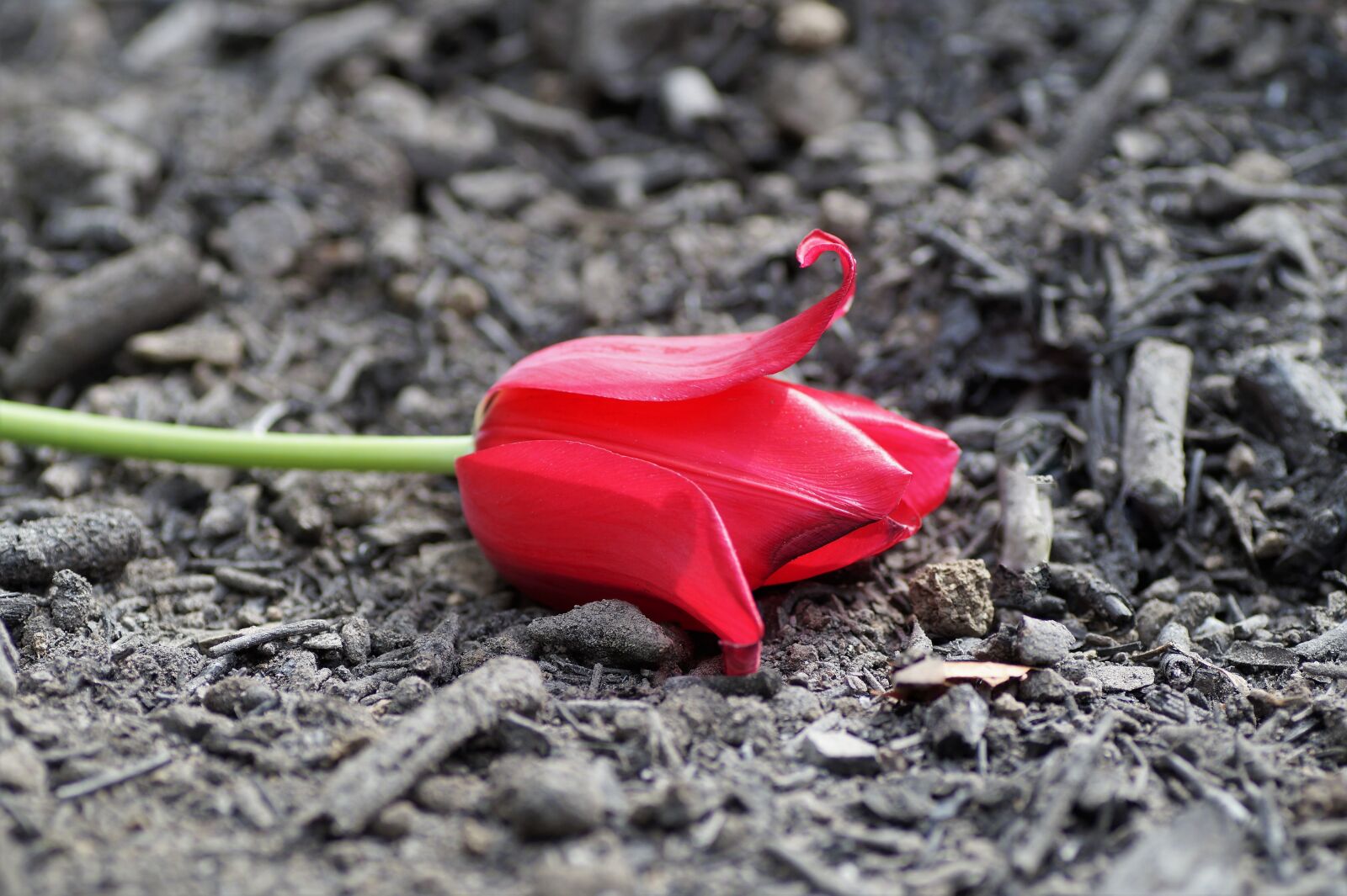 Sony SLT-A58 sample photo. Scorch, ash, red photography