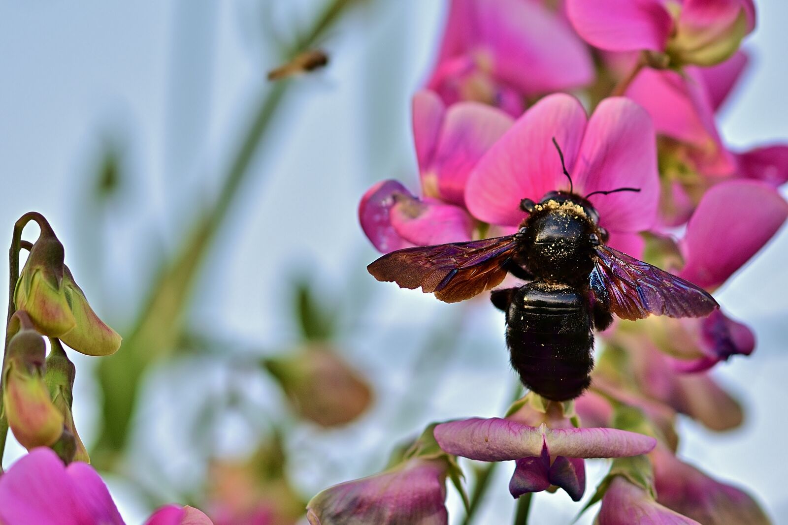Nikon D5200 sample photo. Blue wooden bee, vetch photography