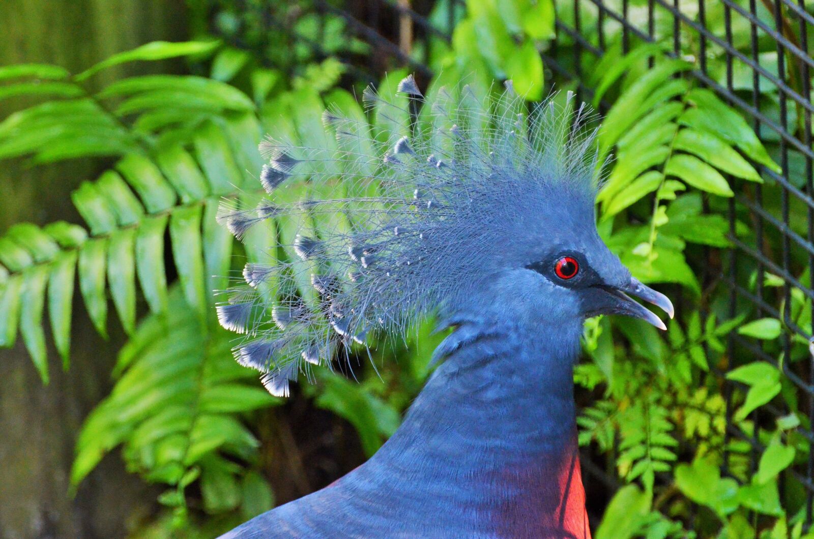 Nikon D5100 sample photo. Goura crowned, blue bird photography