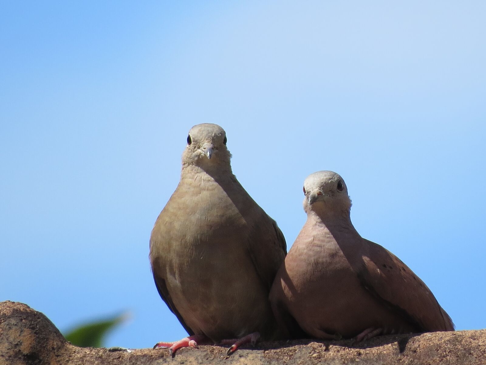 Canon PowerShot SX50 HS sample photo. Birds, pigeons, dove photography