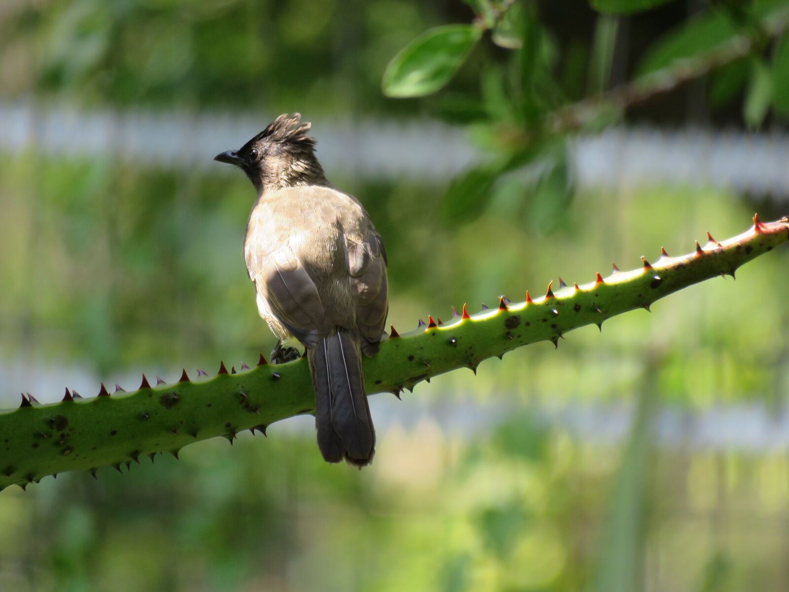Canon PowerShot SX60 HS sample photo. Bird, birdlife, bird life photography