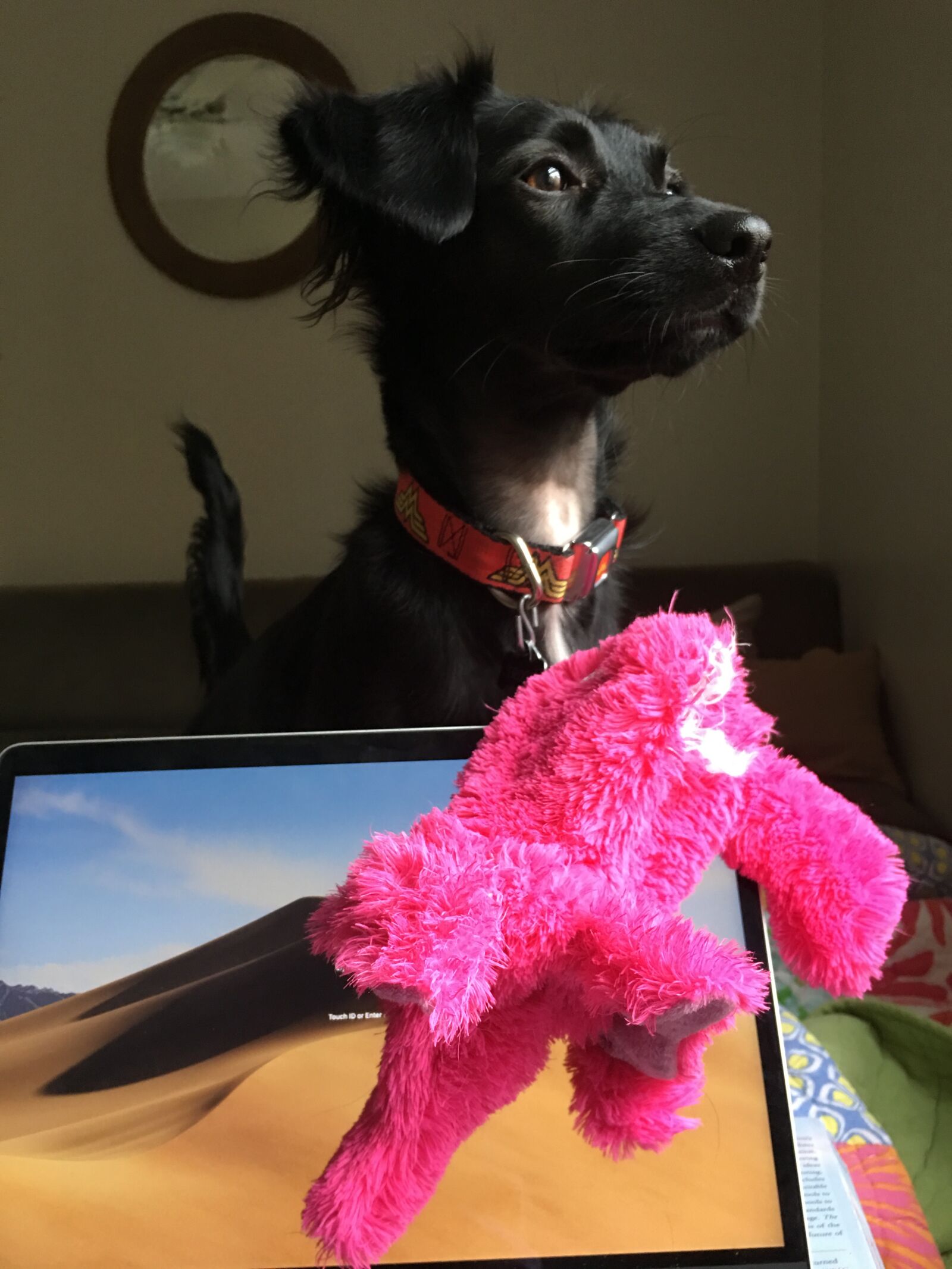iPhone 6s Plus back camera 4.15mm f/2.2 sample photo. Dog, pet, animal photography