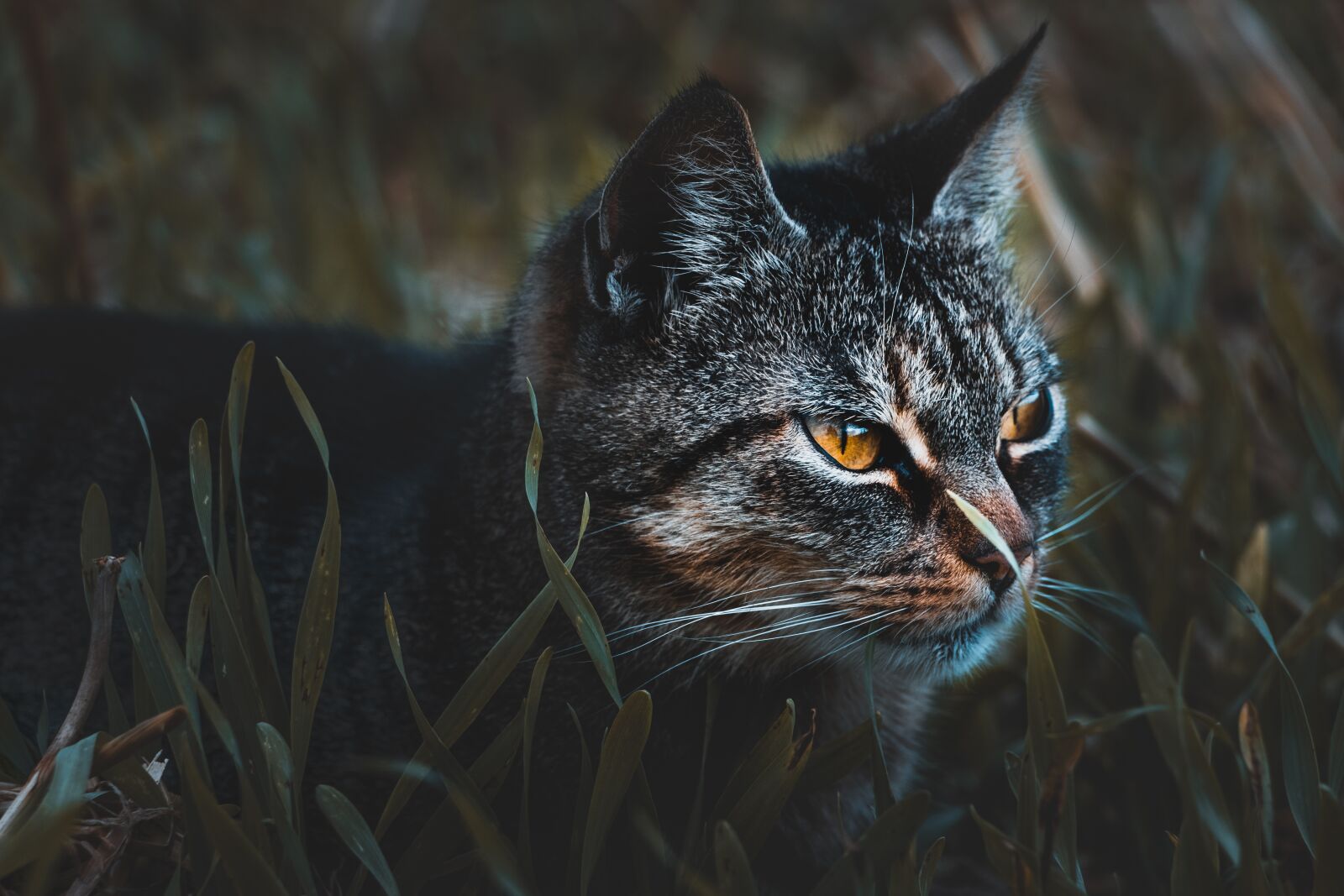 Canon EF-S 18-135mm F3.5-5.6 IS USM sample photo. Cat, animal, pet photography