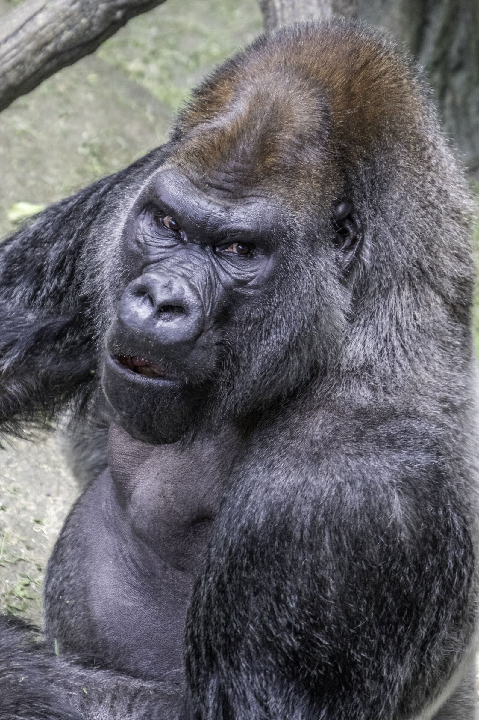Canon EOS 7D Mark II sample photo. Silverback, gorilla, ape photography