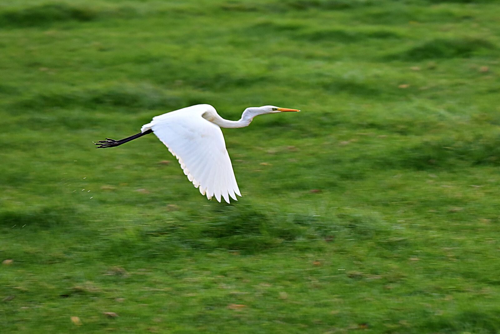 Nikon D750 sample photo. White heron, wading bird photography