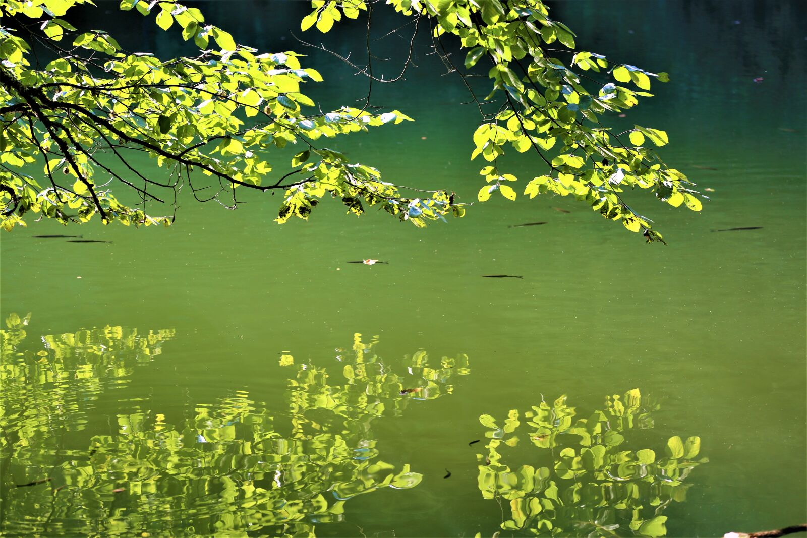 Canon EOS 5D Mark III + Canon EF 70-300mm F4-5.6L IS USM sample photo. Reflection, water, tree photography