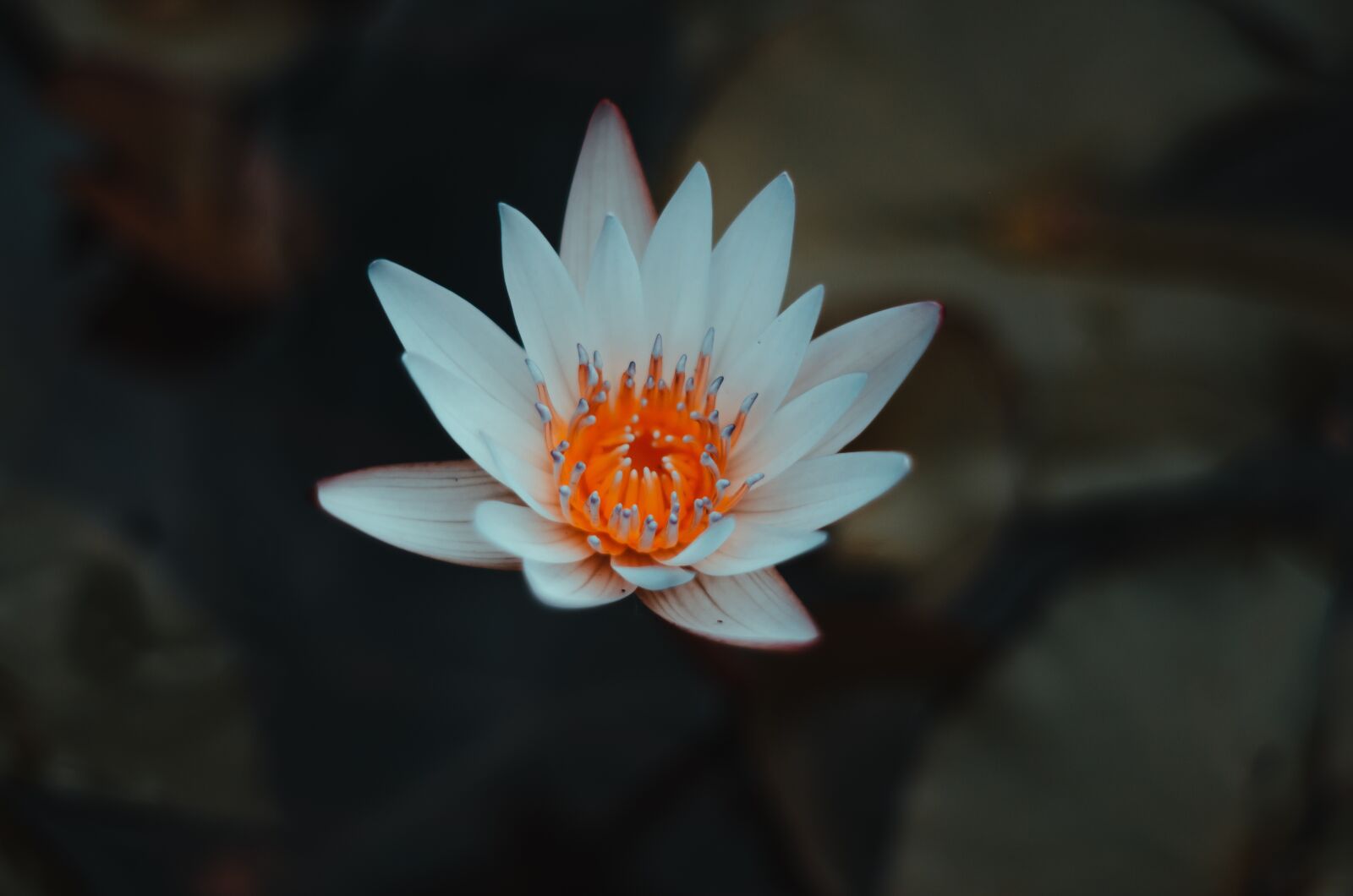 Nikon D5100 sample photo. Flower, tulip, spring photography