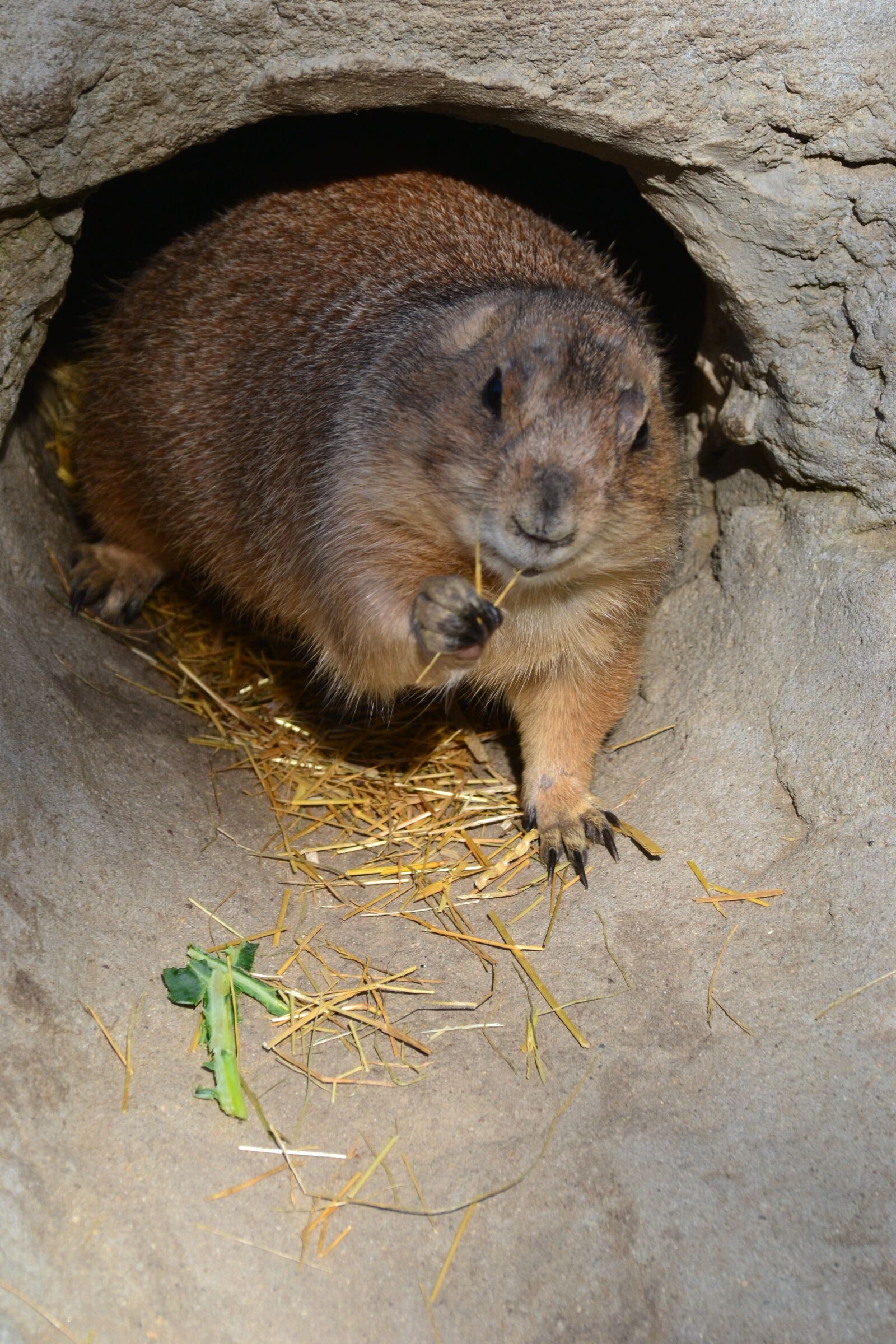 Nikon D3100 sample photo. Prairie dog, close up photography