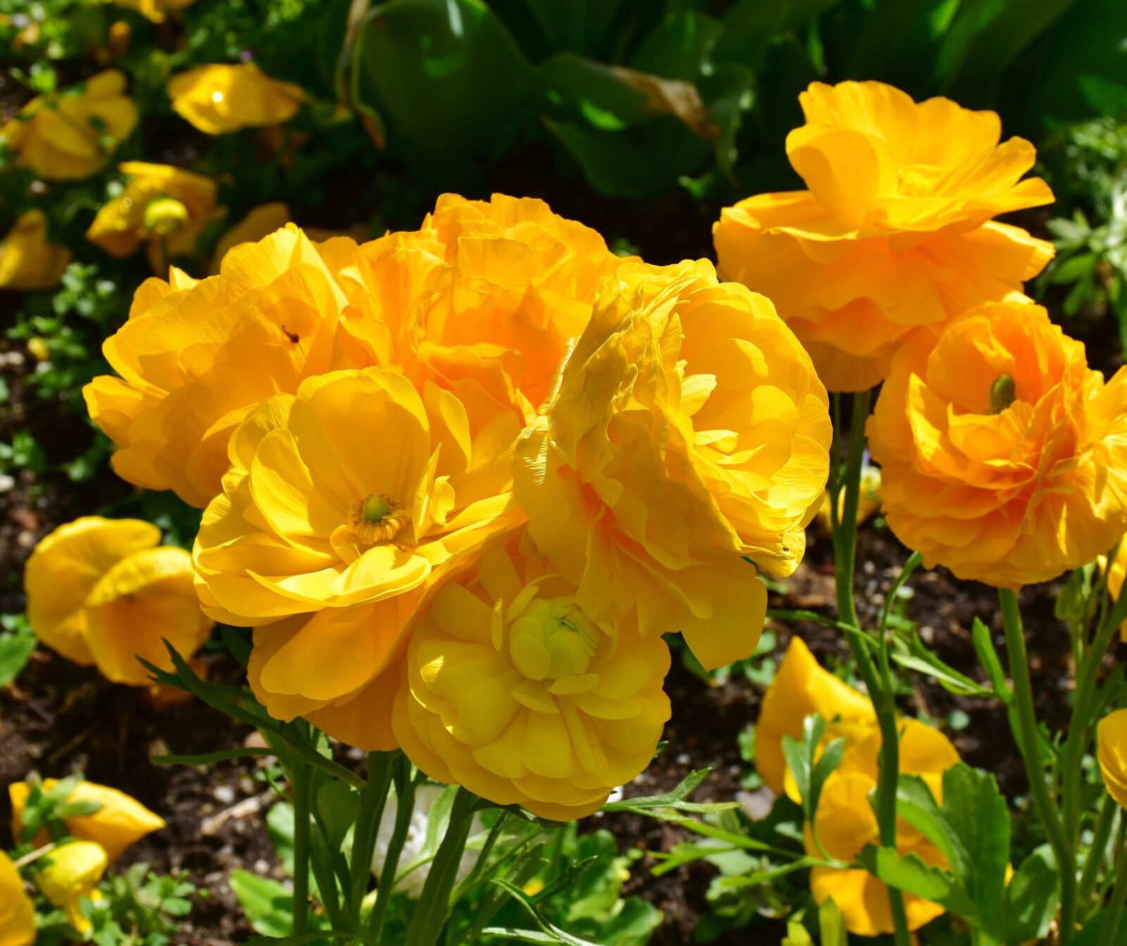 Nikon D7200 sample photo. Ranunculus, spring, nature photography