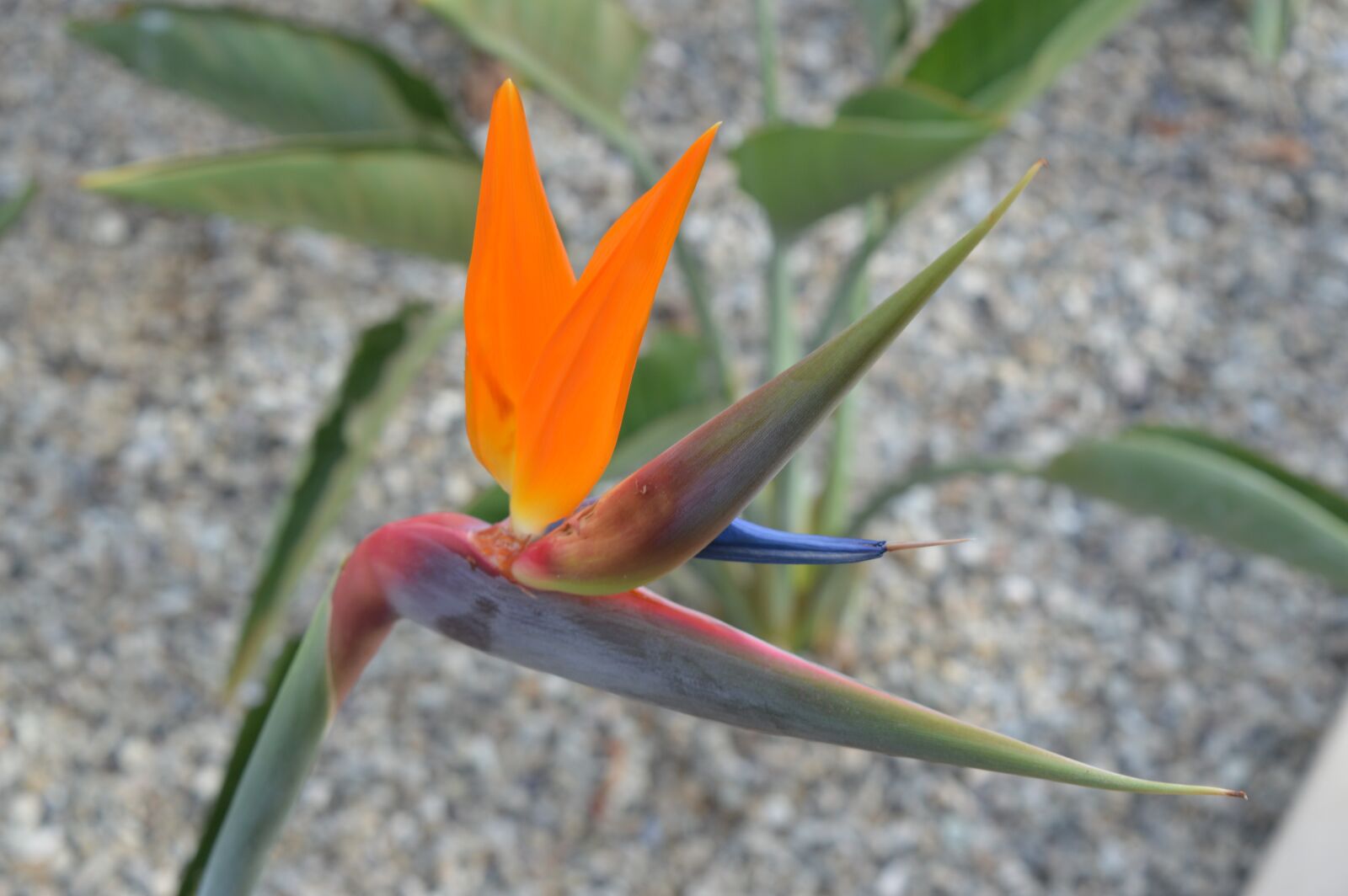 Nikon D3200 sample photo. Bird of paradise, flower photography