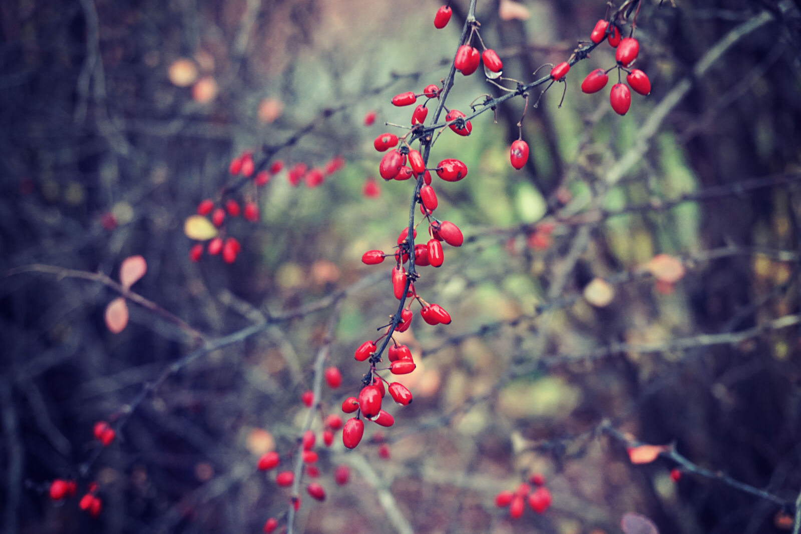 Sony a6000 sample photo. Bush photography