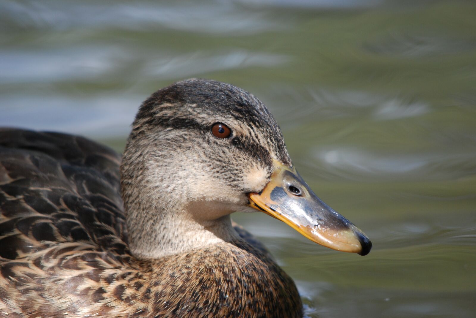 Nikon D80 sample photo. Bird, duck, water photography