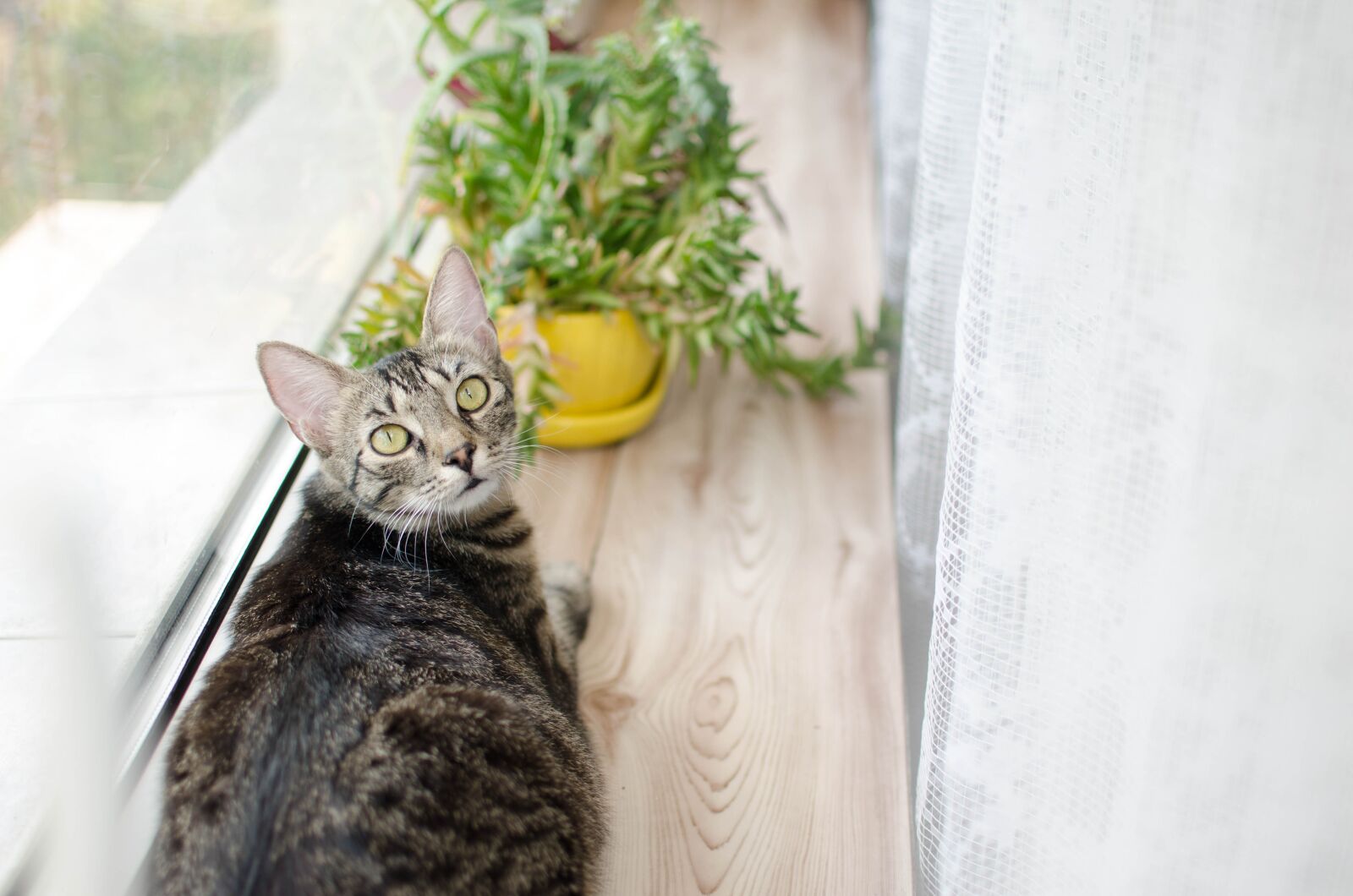 Nikon D7000 sample photo. Cat, bury cat, tabby photography