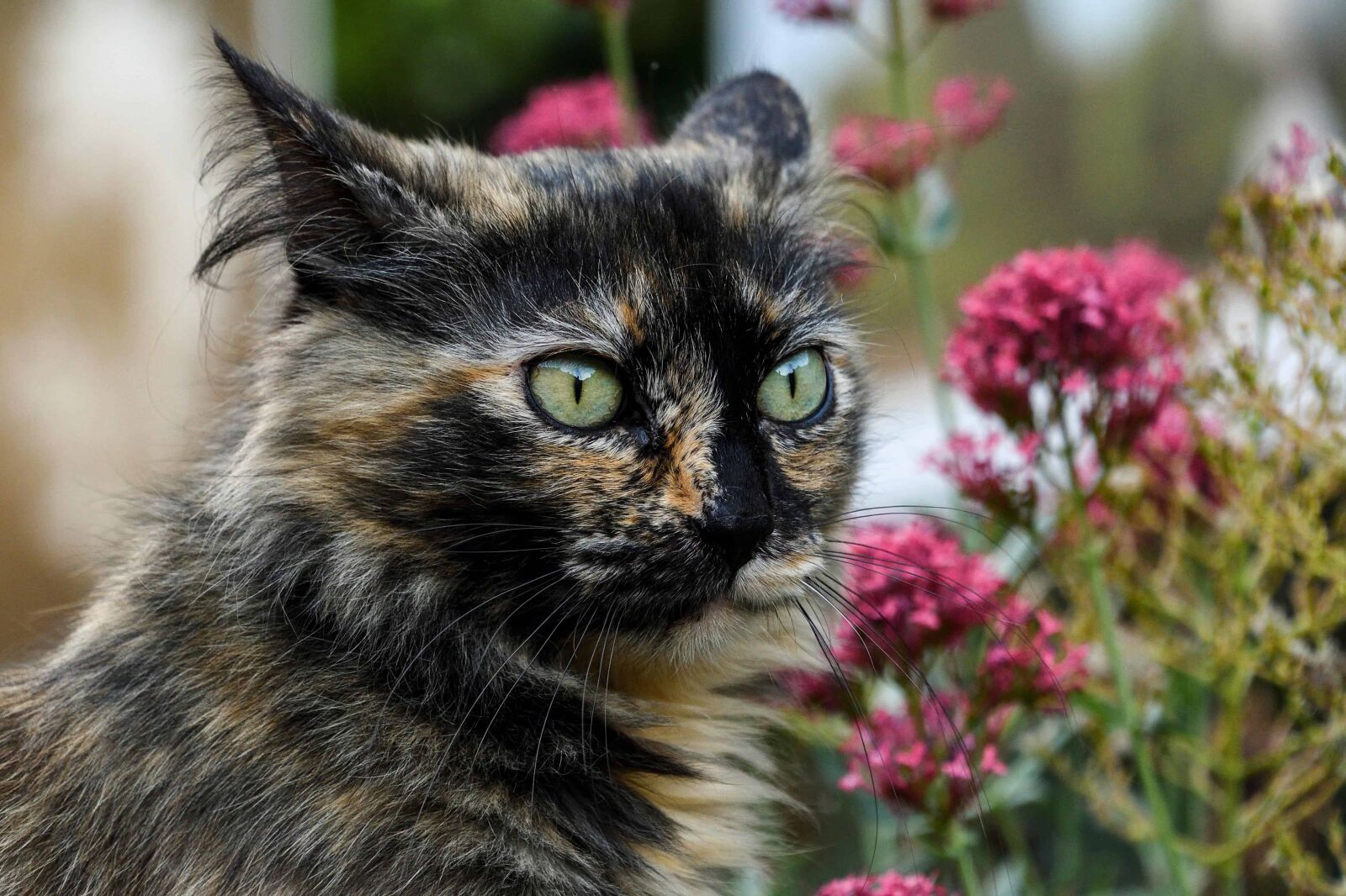 Nikon D500 sample photo. Animal, eye, cute, dark photography