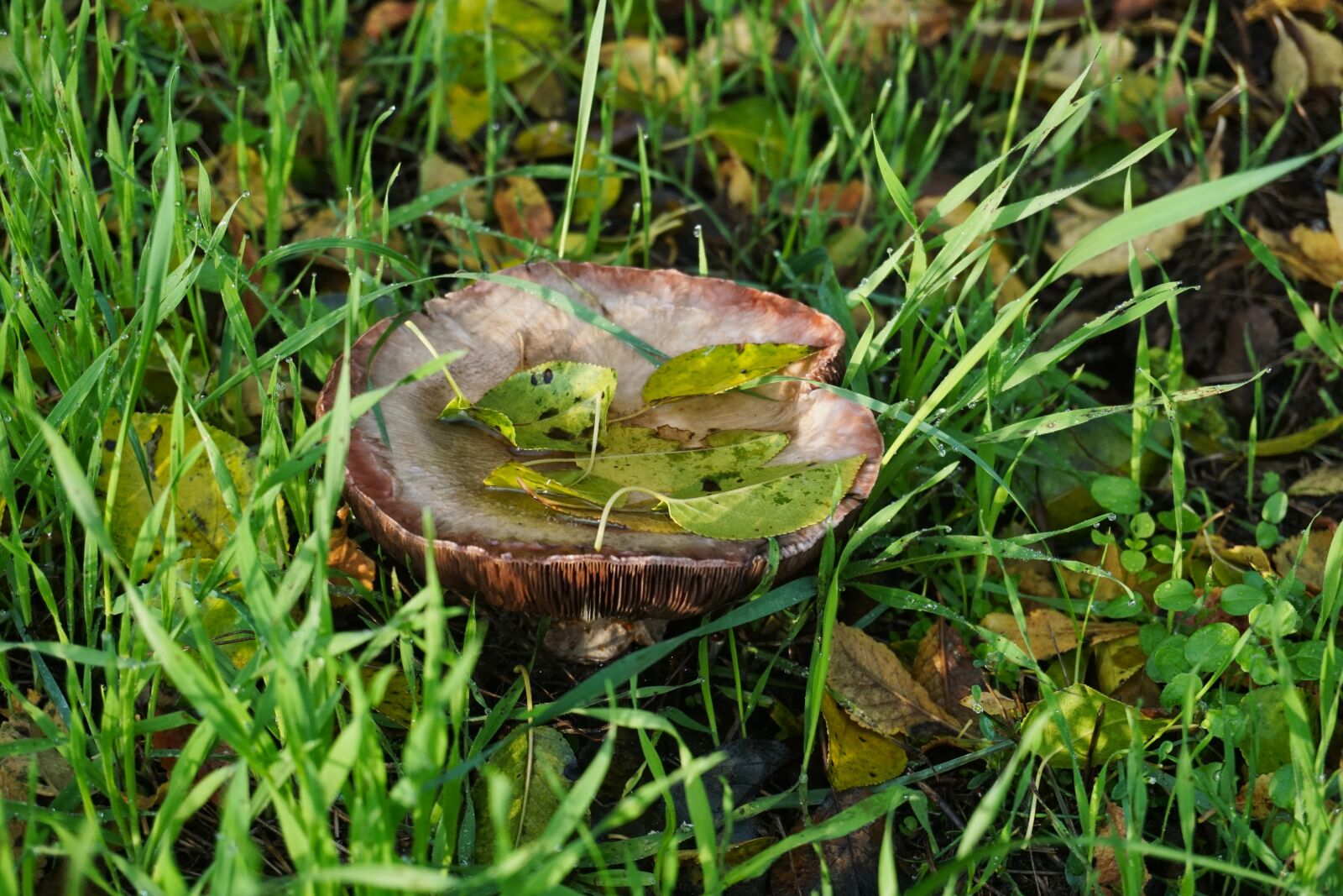 Sony a5100 sample photo. Mushroom, autumn, leaves photography