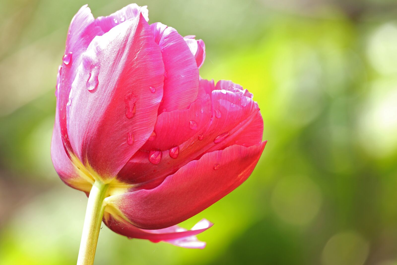 Canon EF-S 55-250mm F4-5.6 IS STM sample photo. Tulip, spring, raindrop photography