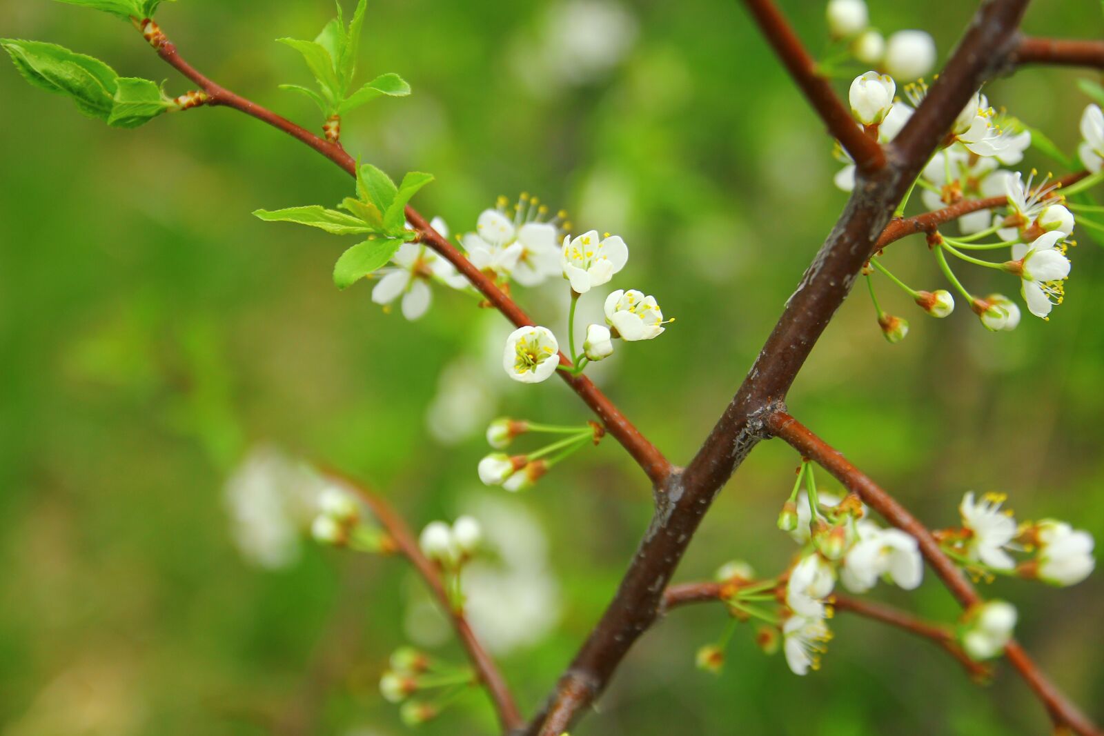 Canon EOS 550D (EOS Rebel T2i / EOS Kiss X4) sample photo. Spring, nature, flowers photography
