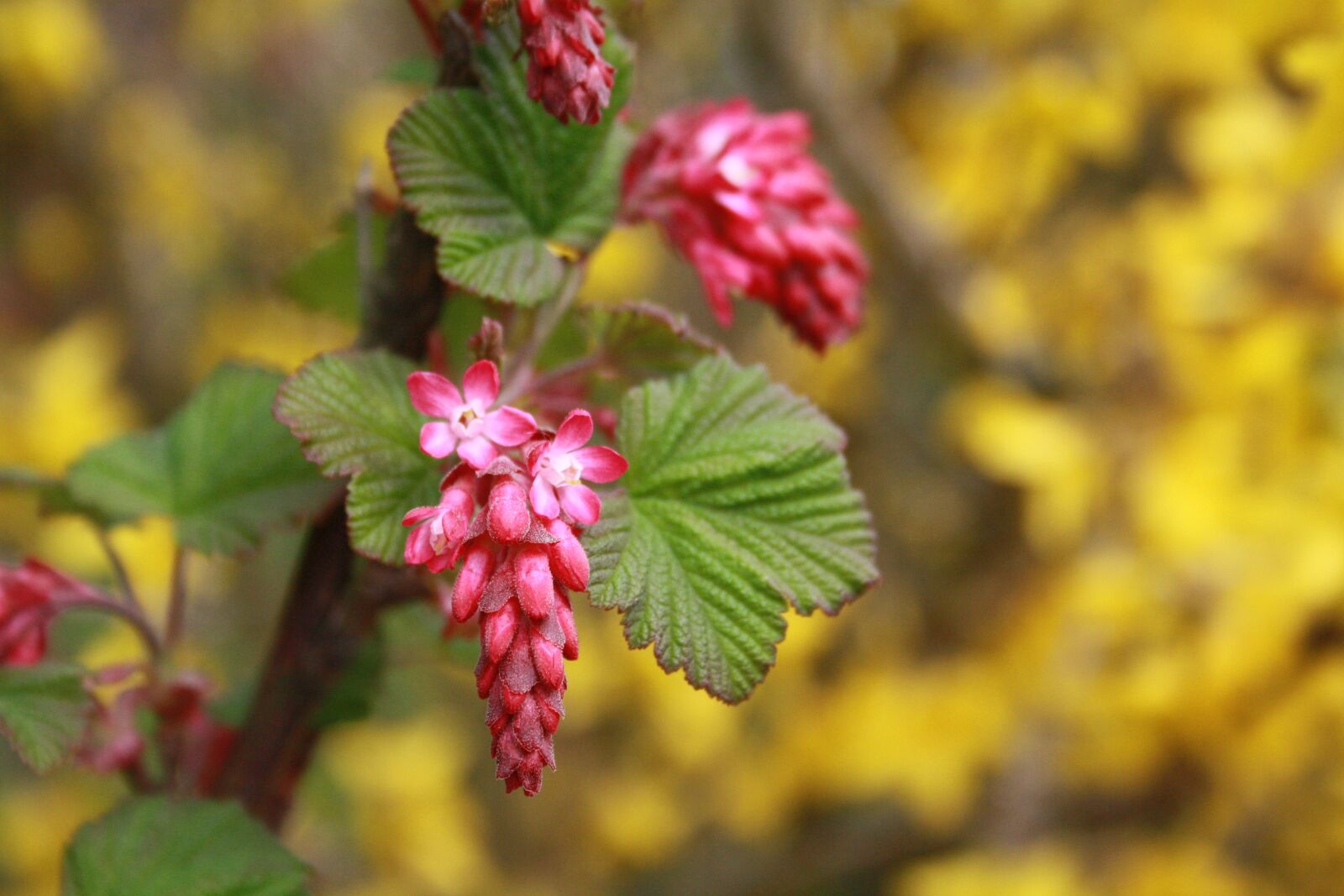 Canon EOS 1000D (EOS Digital Rebel XS / EOS Kiss F) sample photo. Nature, leaf, plant photography