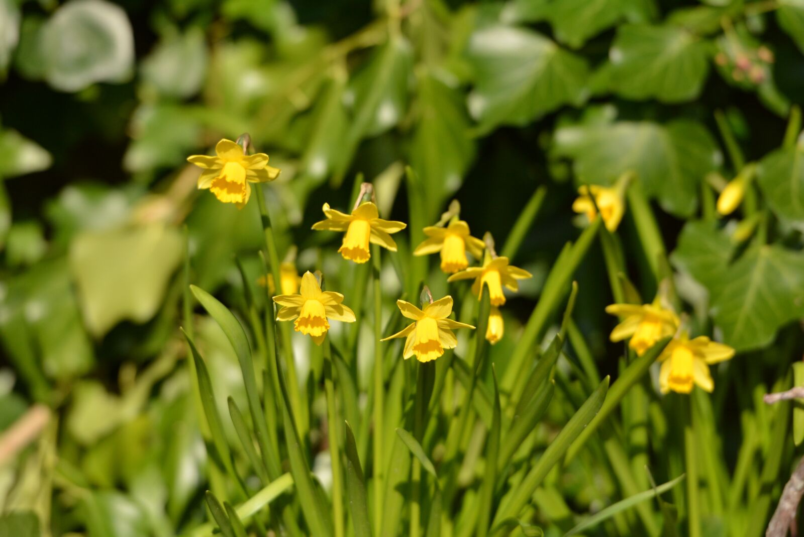 Nikon D7100 sample photo. Flowers, narcis, spring photography