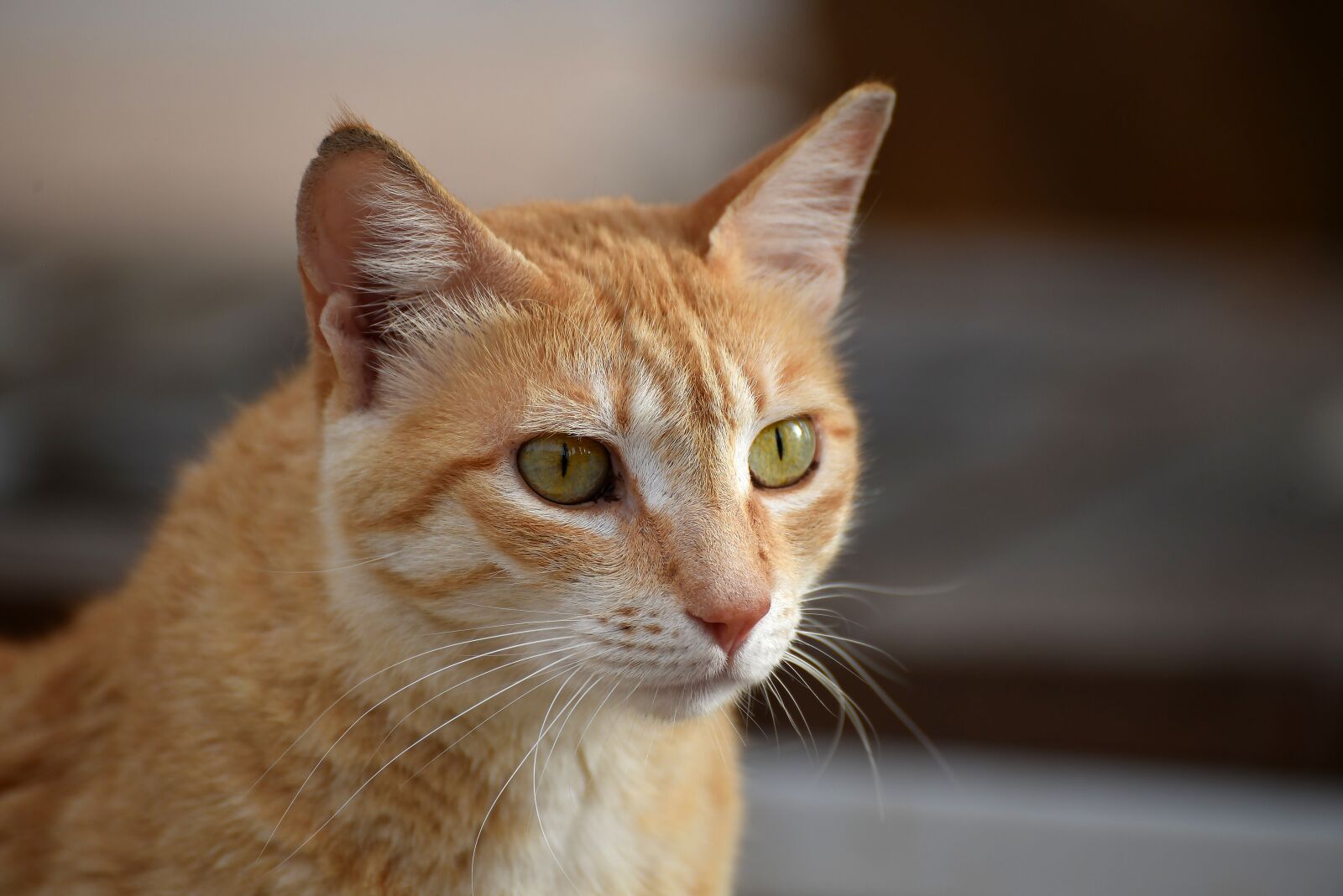 Nikon D750 sample photo. Cute, animal, looking photography