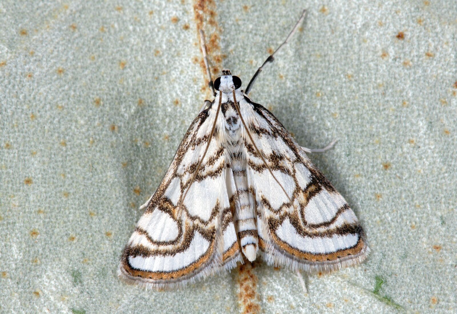 Canon EOS 400D (EOS Digital Rebel XTi / EOS Kiss Digital X) sample photo. Moth, pyralid, insect photography