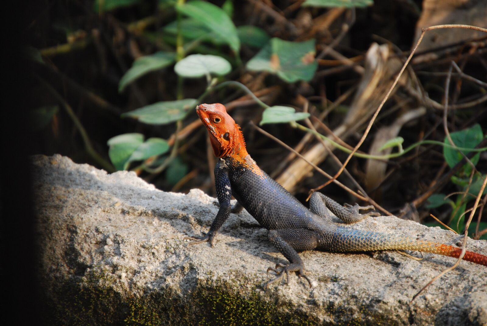 Nikon D60 sample photo. Agama lizard, reptile, nature photography