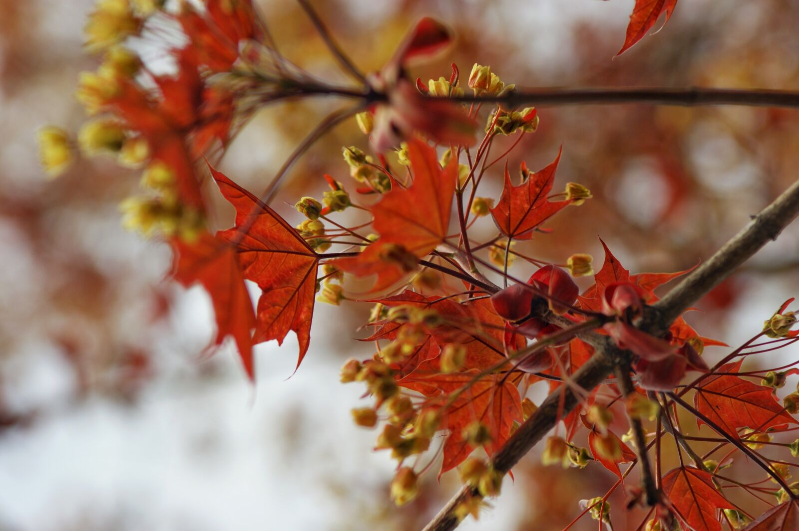 Sony Alpha DSLR-A350 sample photo. Maple, leaf, autumn photography