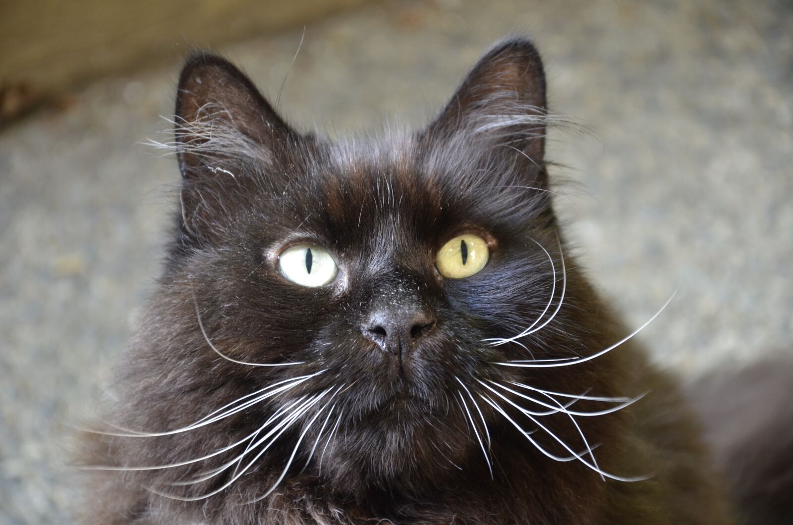 Nikon D7000 sample photo. Cat, black cat, black photography