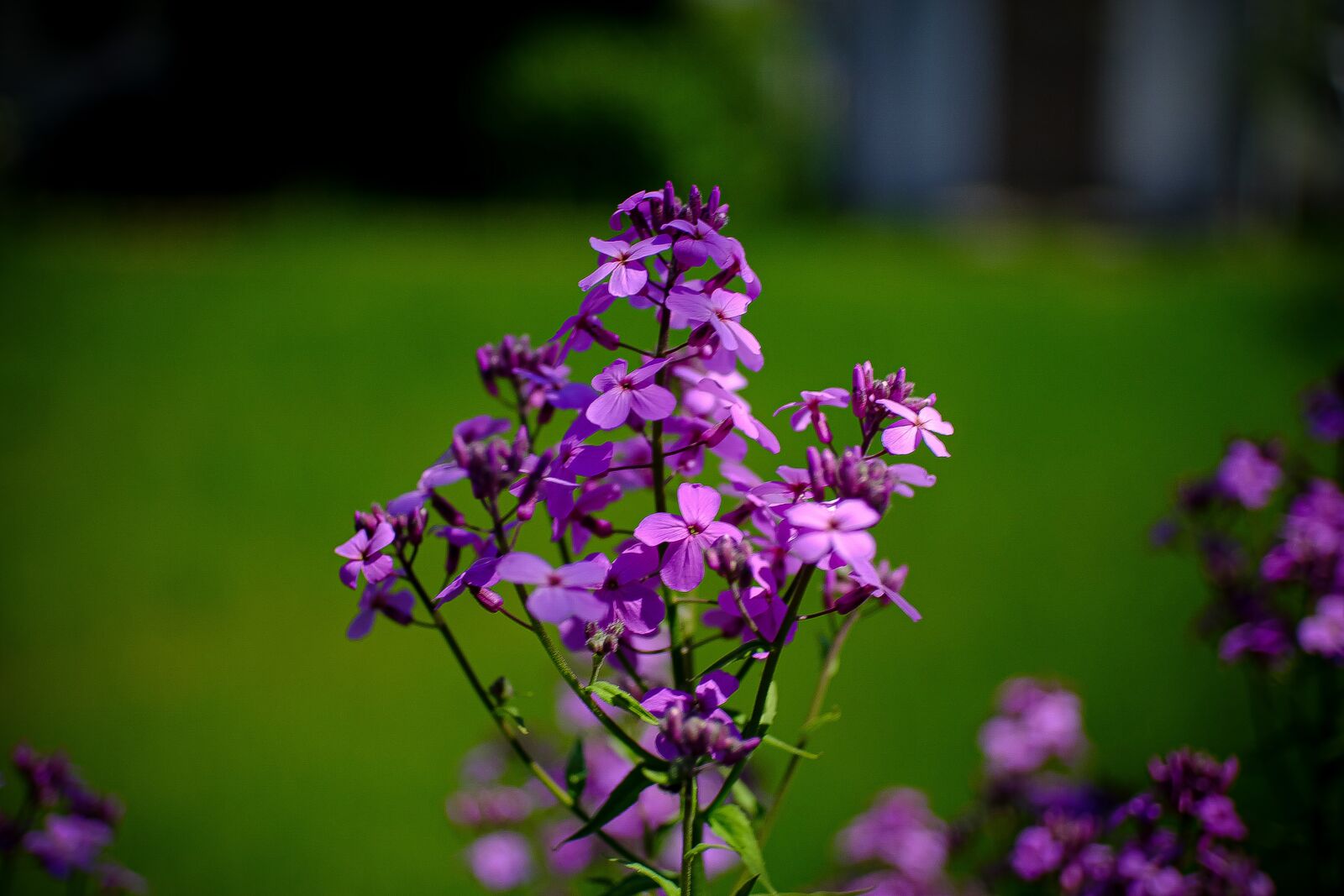 Fujifilm X-A1 sample photo. Flowers, purple, plant photography