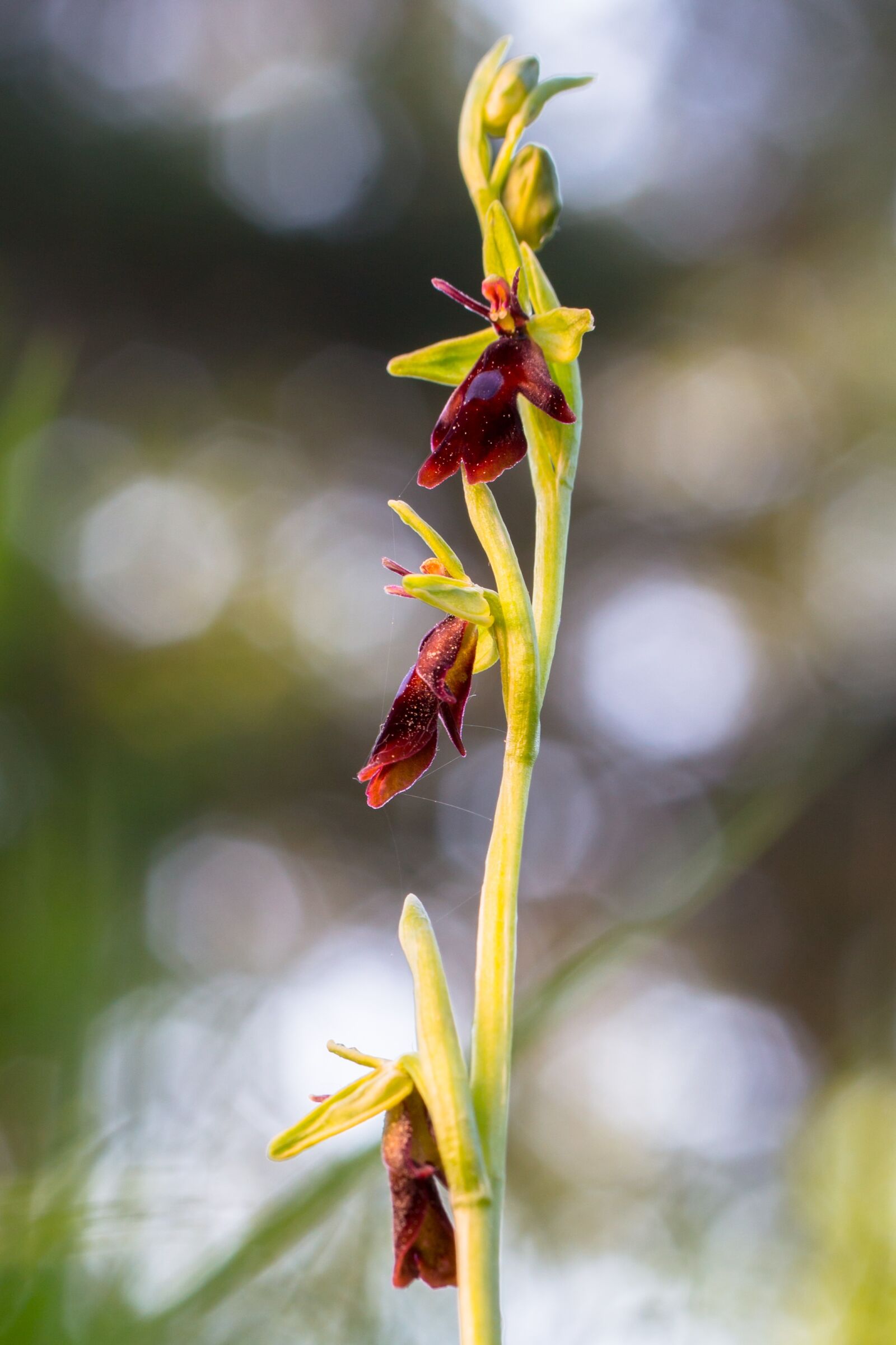 Tamron SP AF 60mm F2 Di II LD IF Macro sample photo. Fly orchid, wildform, orchid photography