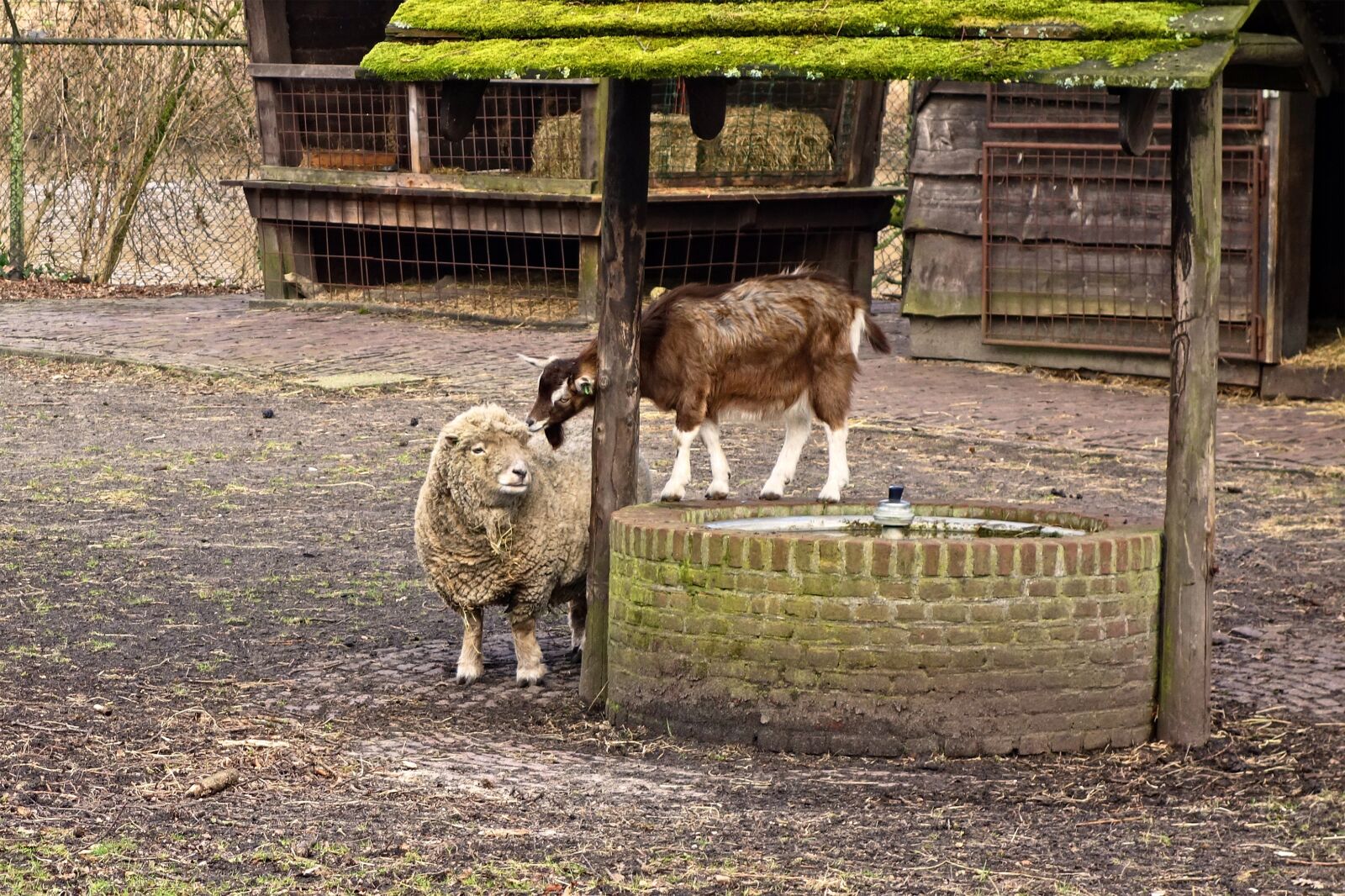 Sony Cyber-shot DSC-RX100 sample photo. Sheep, goat, animal photography