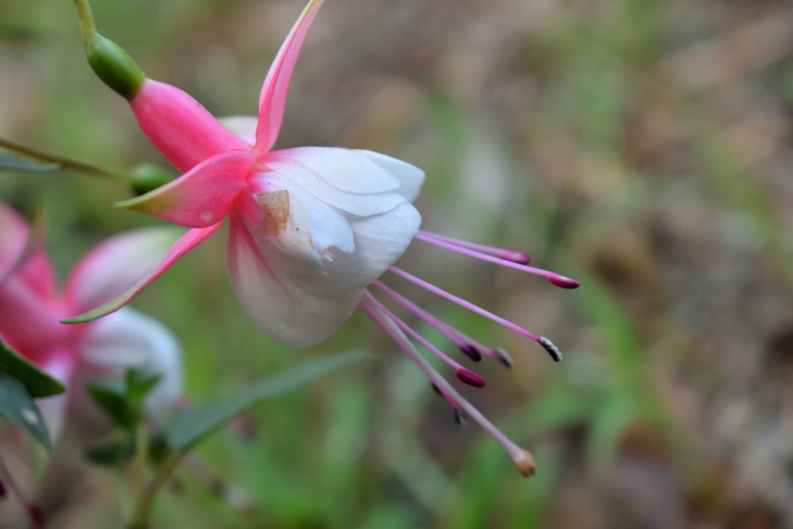 Nikon D5300 sample photo. Flowers, nature, petal photography