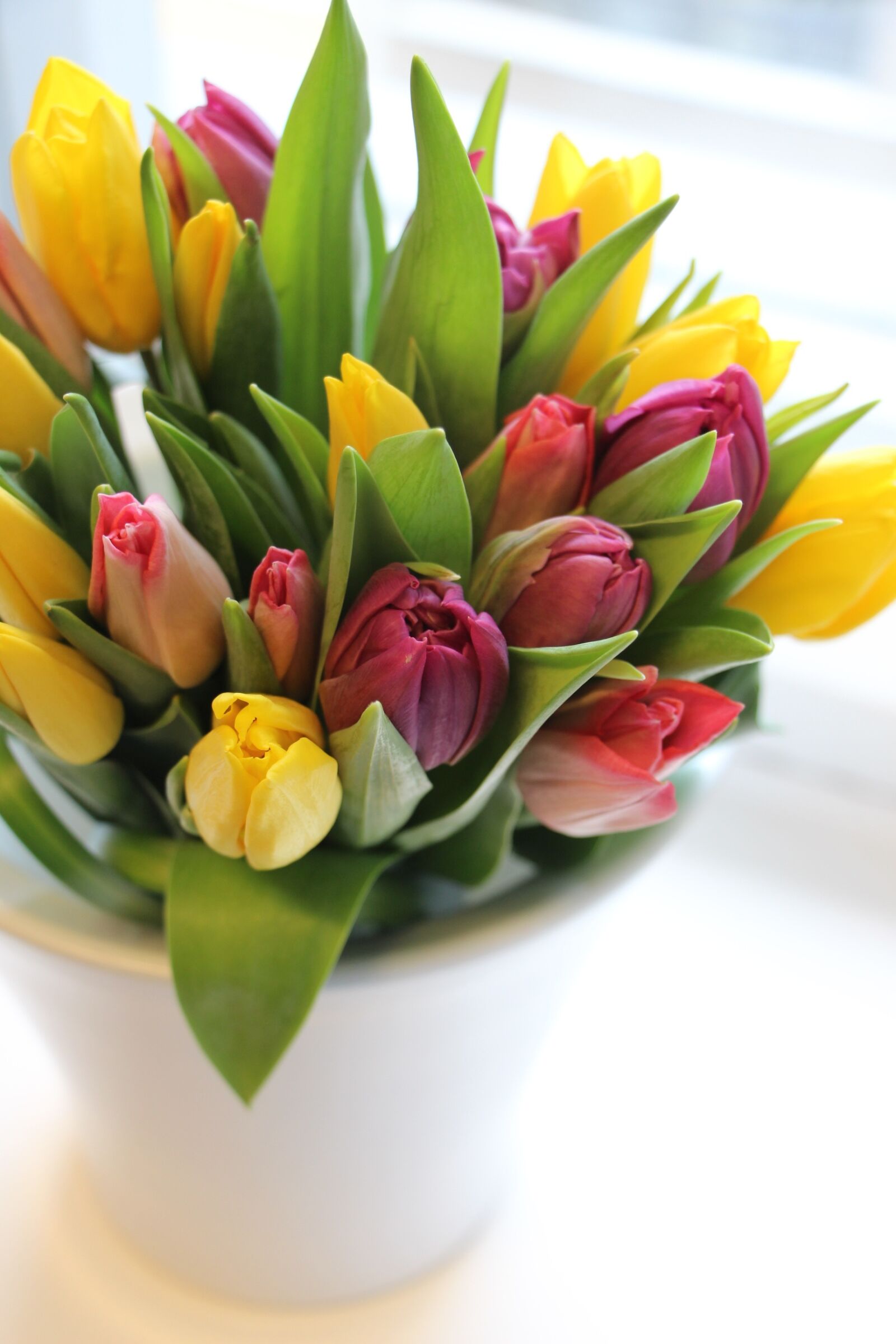 Canon EOS 700D (EOS Rebel T5i / EOS Kiss X7i) sample photo. Tulip, spring, sun photography