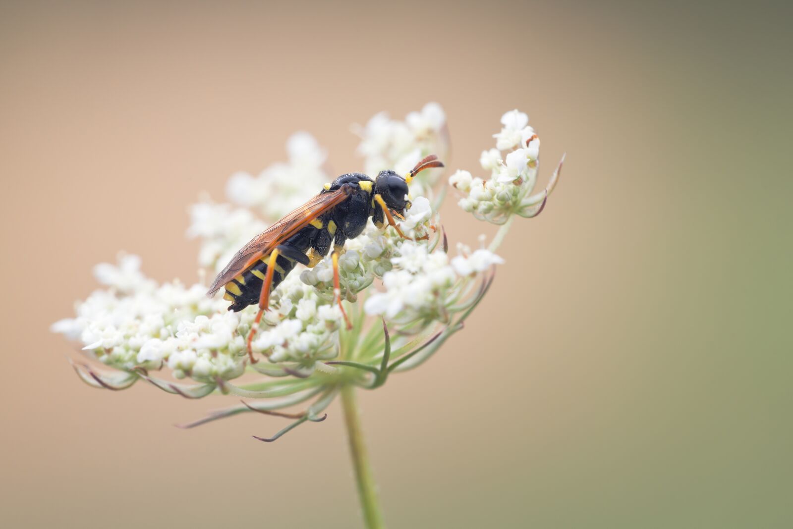Nikon D750 sample photo. Wasp, smock, nature photography