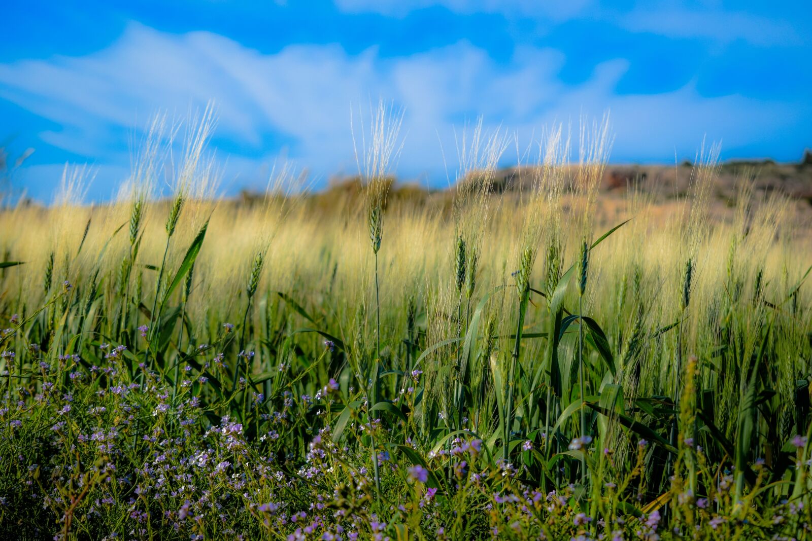 Nikon D3300 sample photo. Spring, field, wheat photography