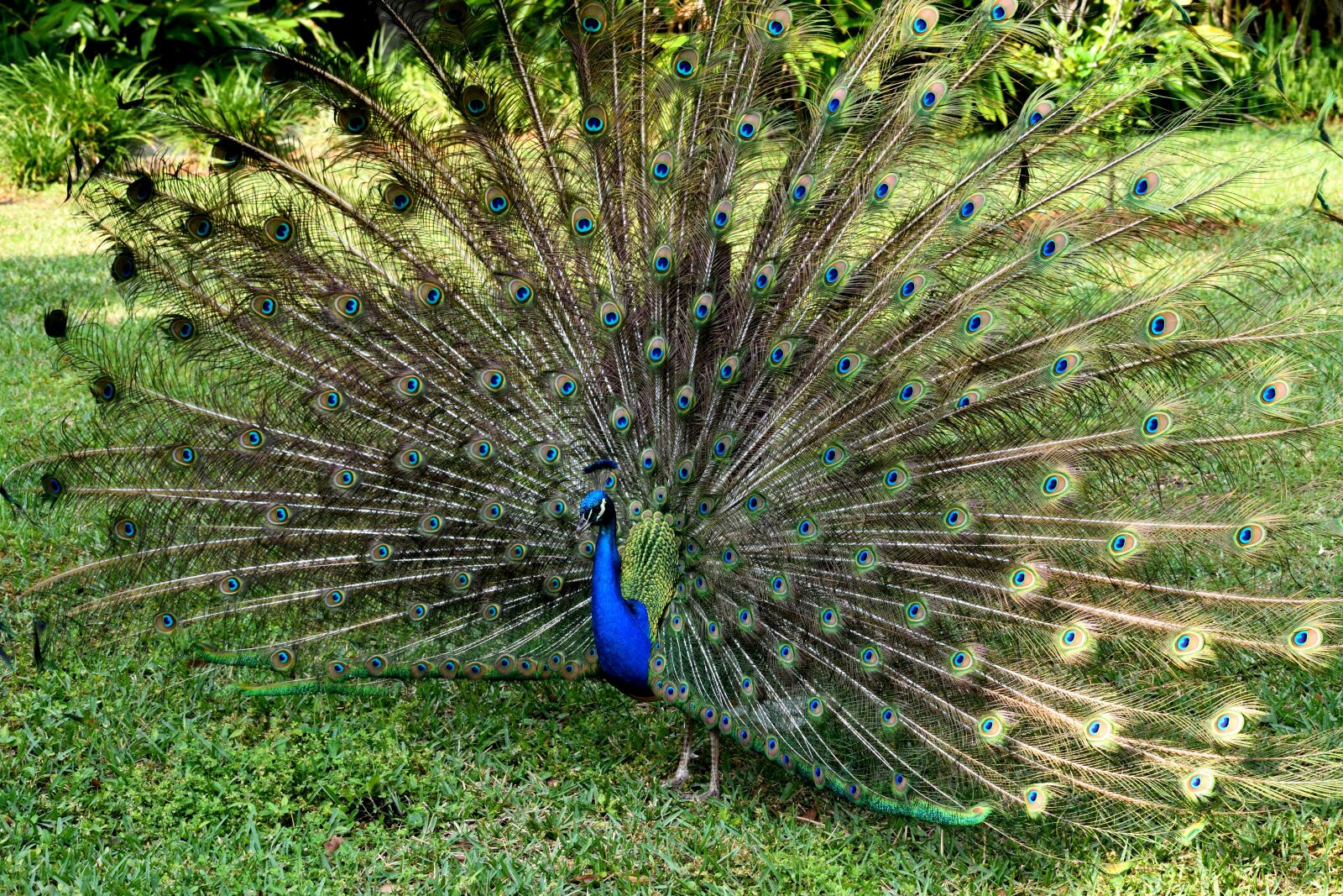 Nikon D3300 sample photo. Peacock, bird, wildlife photography