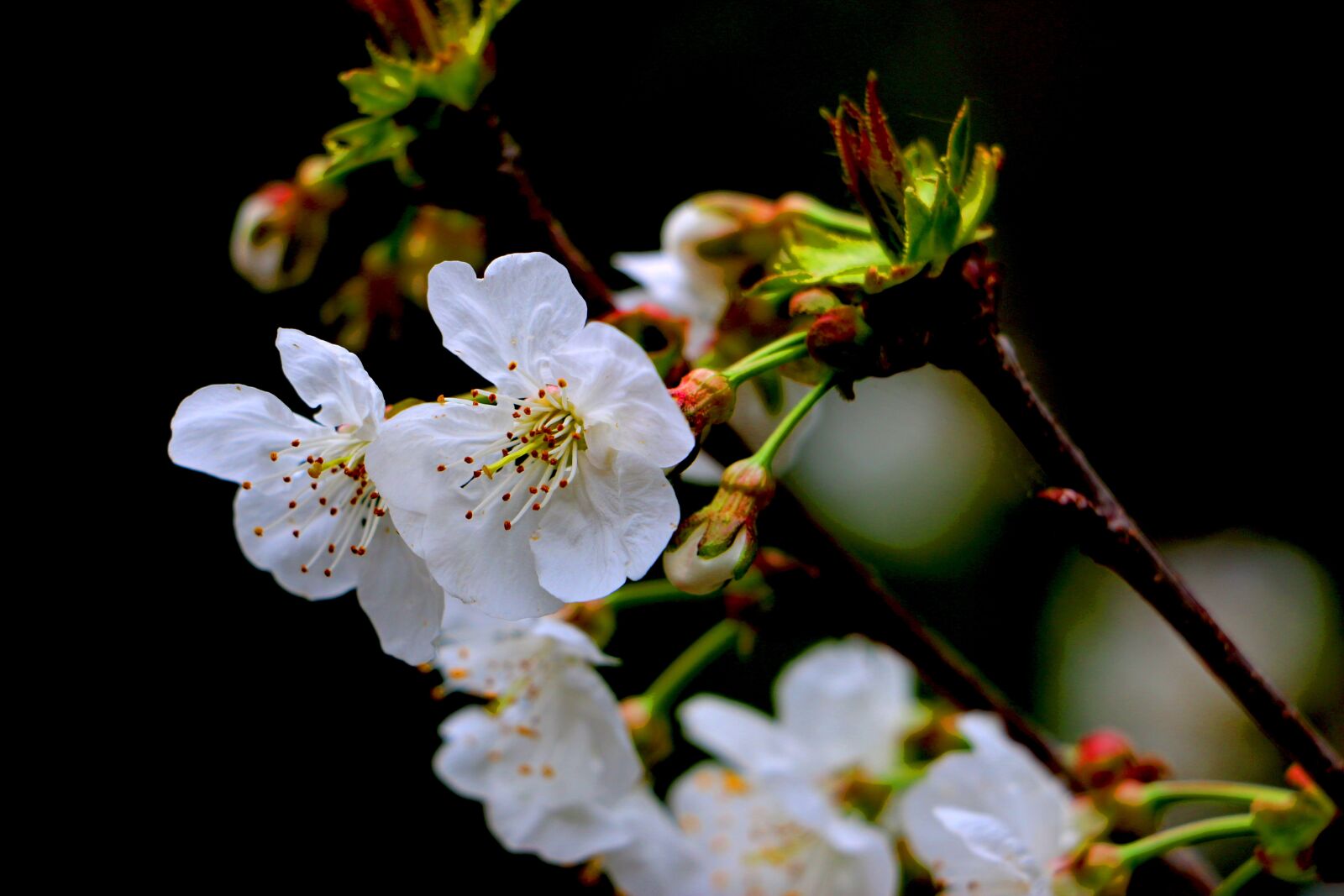 Canon EOS 70D sample photo. Flower, cherry, spring photography