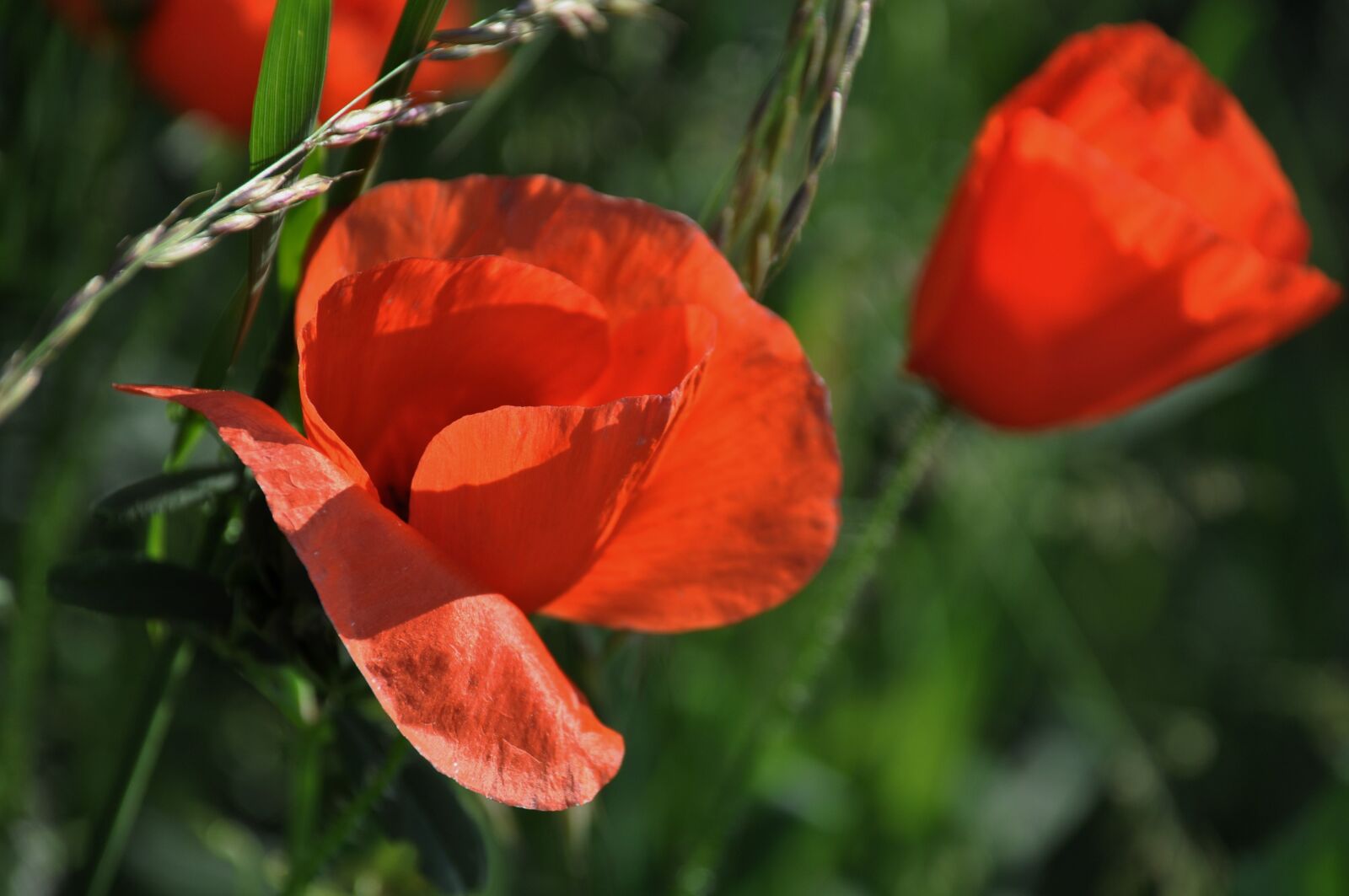 Nikon D90 sample photo. Poppy, field of poppies photography