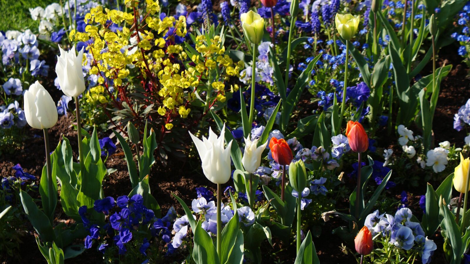 Sony Alpha DSLR-A200 sample photo. Spring, flowers, bloom photography