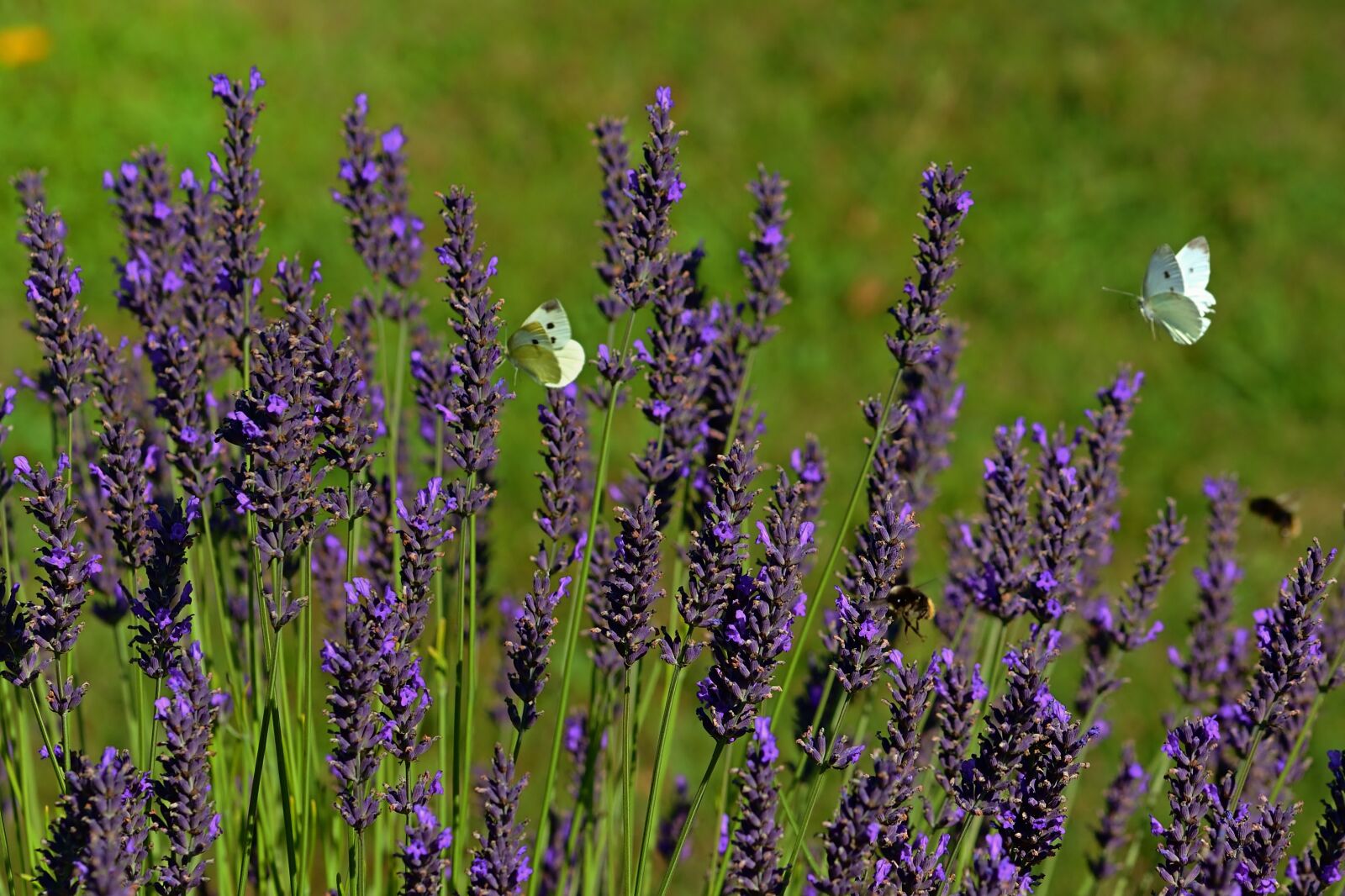 Nikon D5200 sample photo. Lavender, cabbage white linge photography