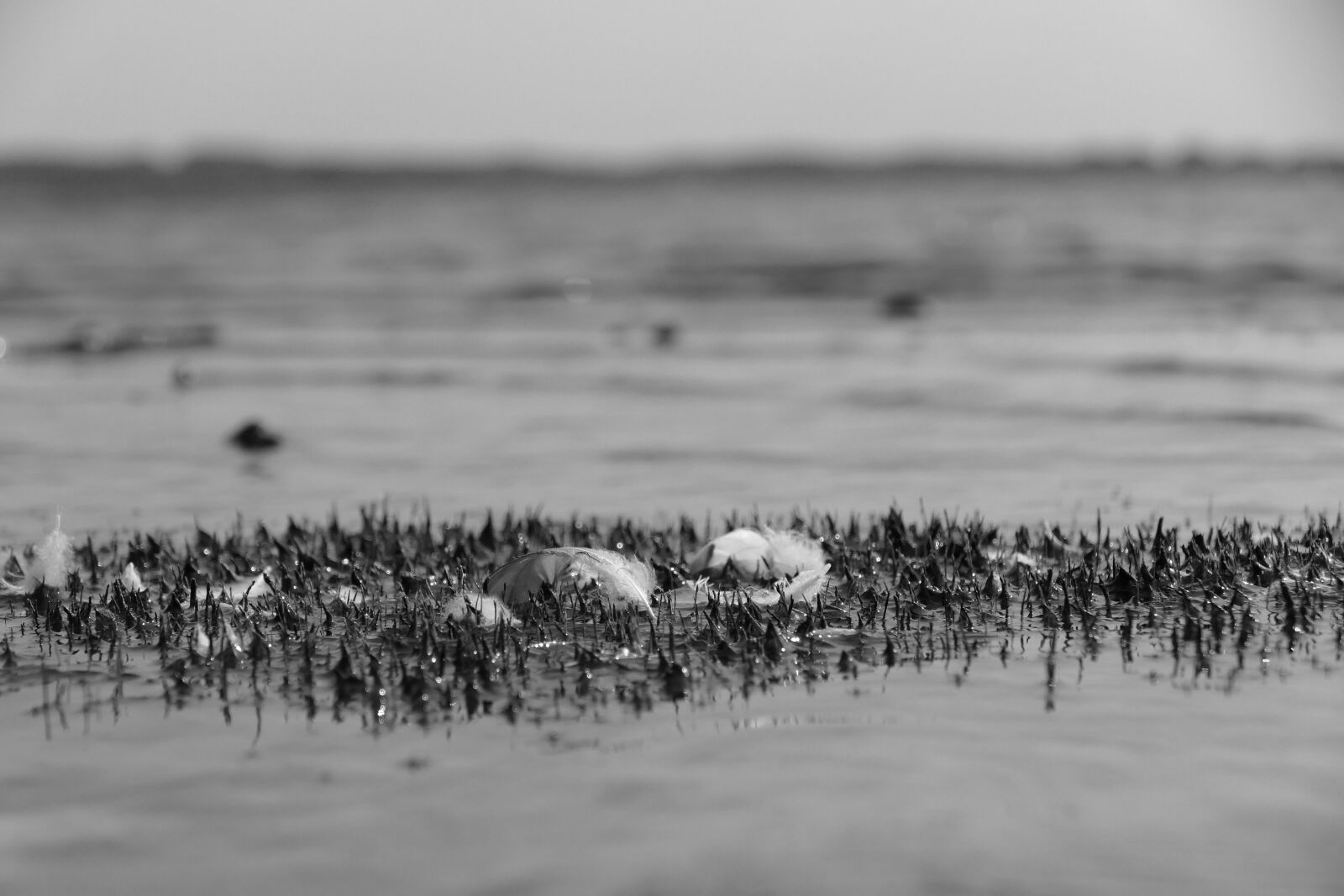 Panasonic Lumix DMC-FZ1000 sample photo. Lake, feather, landscape photography
