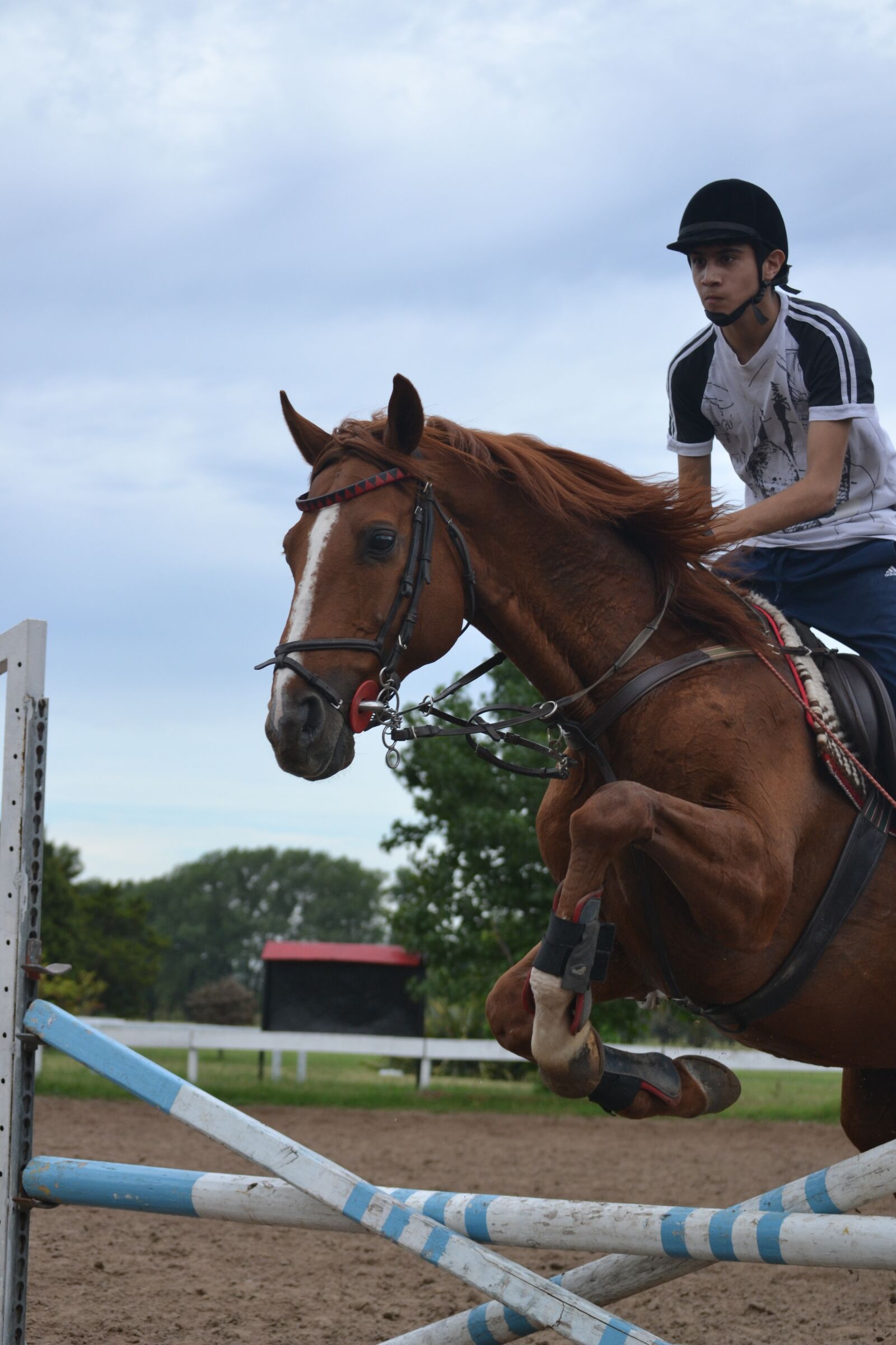 Nikon D3100 sample photo. Sport, horse riding, horse photography
